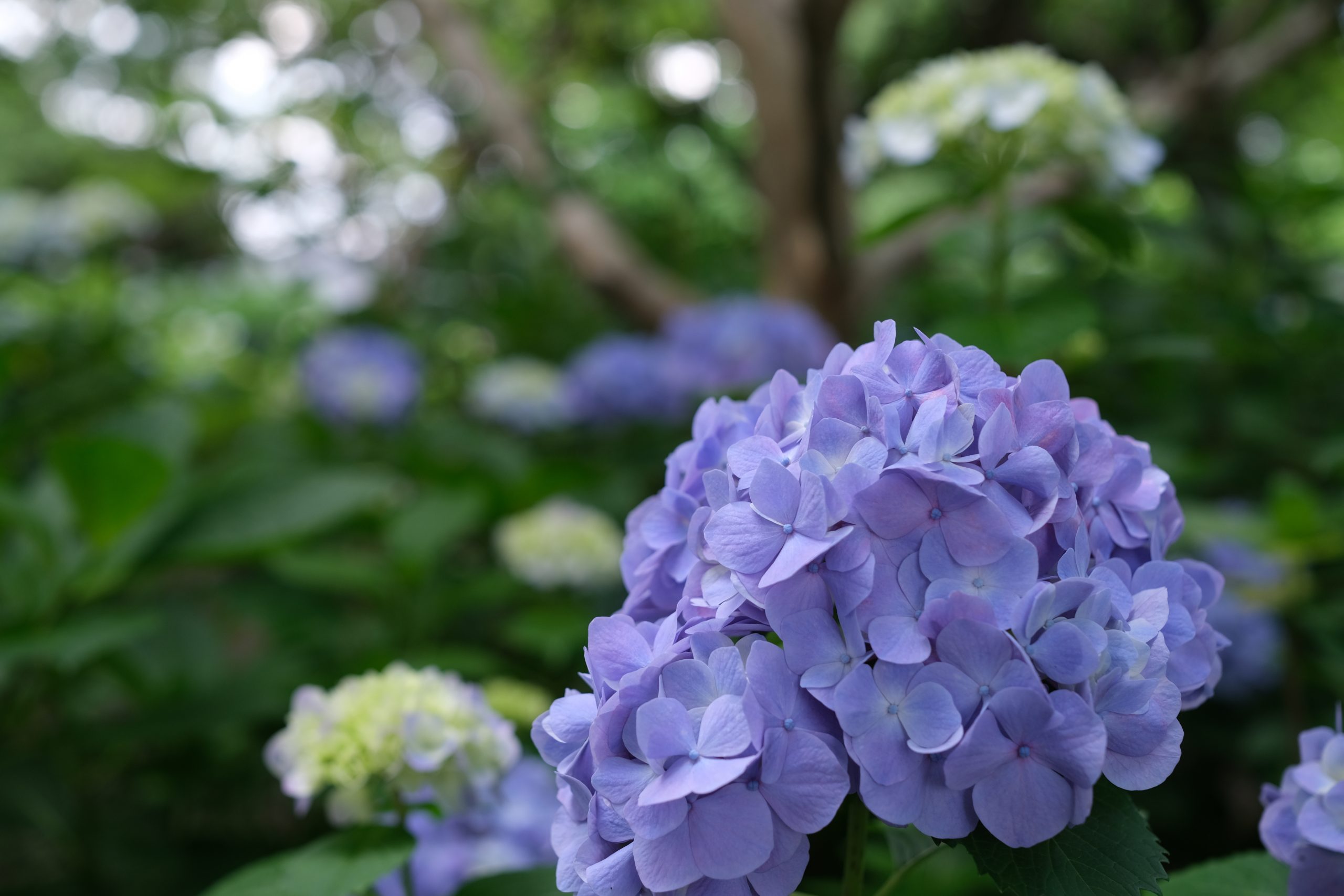 FUJIFILM】X-T4とWEEBILL Sで撮る紫陽花と猿島 | THE MAP TIMES
