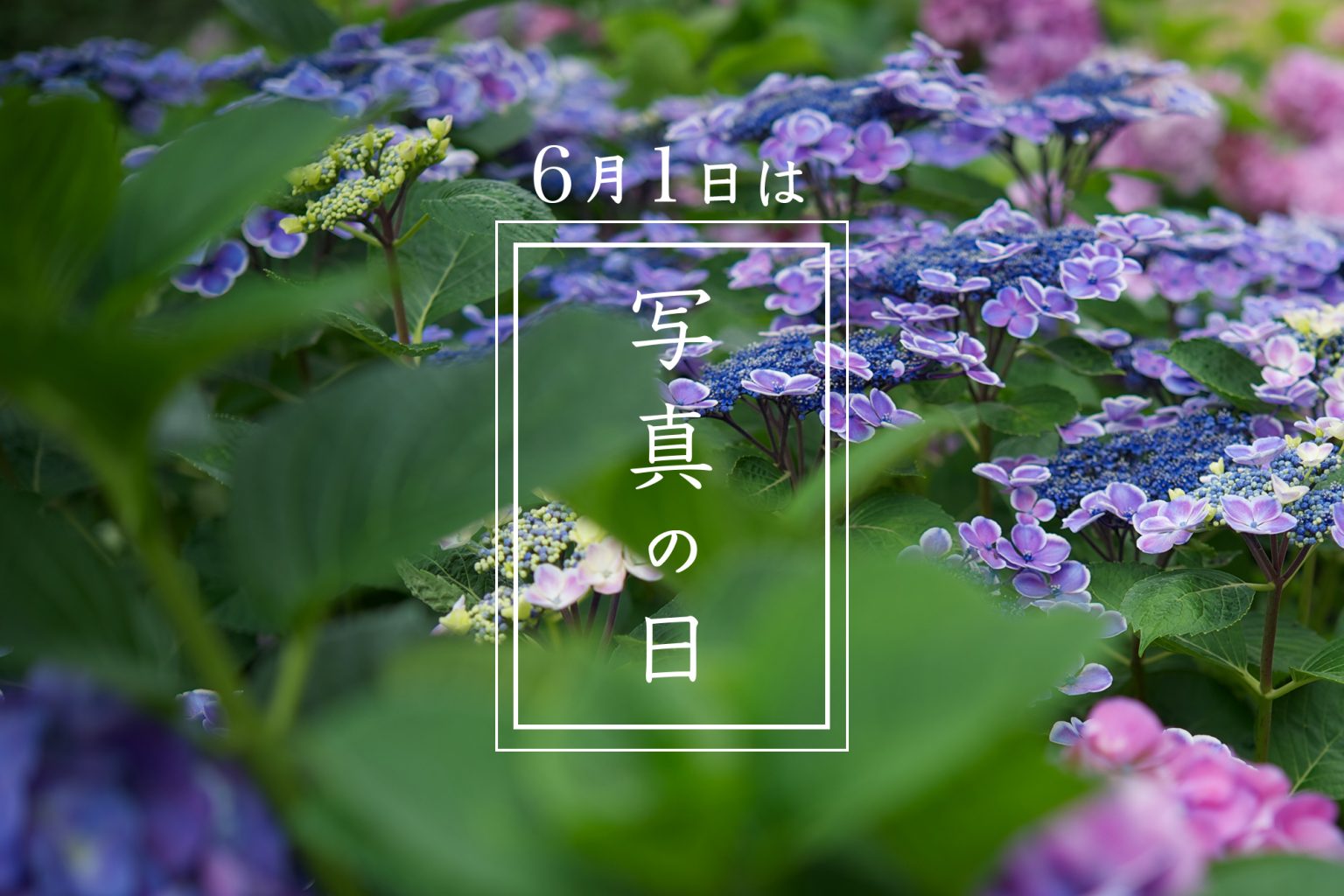 【写真の日】私の花写真