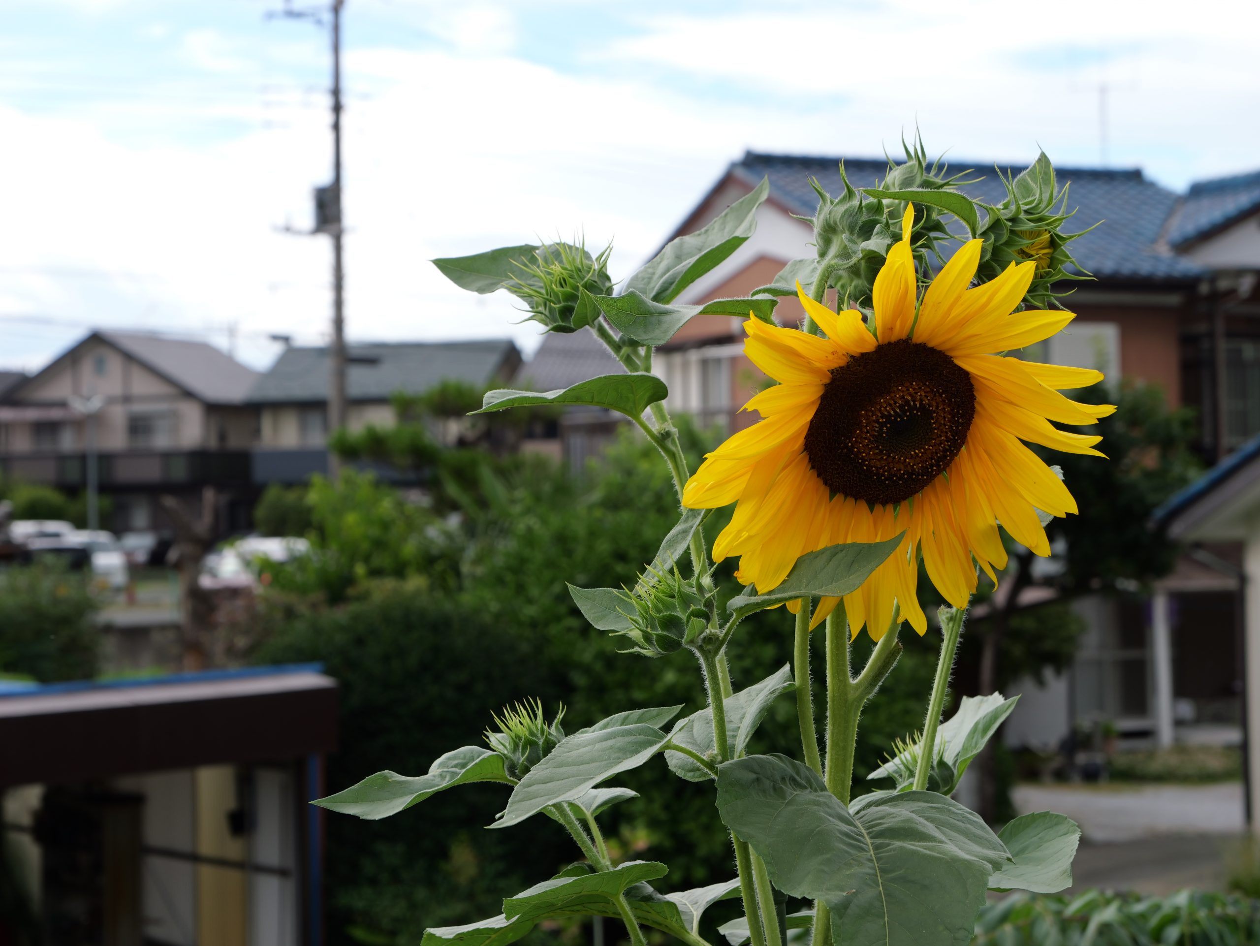 Panasonic】VARIO-ELMARIT 12-60mm F2.8-4.0でお散歩 | THE MAP Panasonic】VARIO-ELMARIT 12-60mm F2.8-4.0でお散歩 | THE MAP