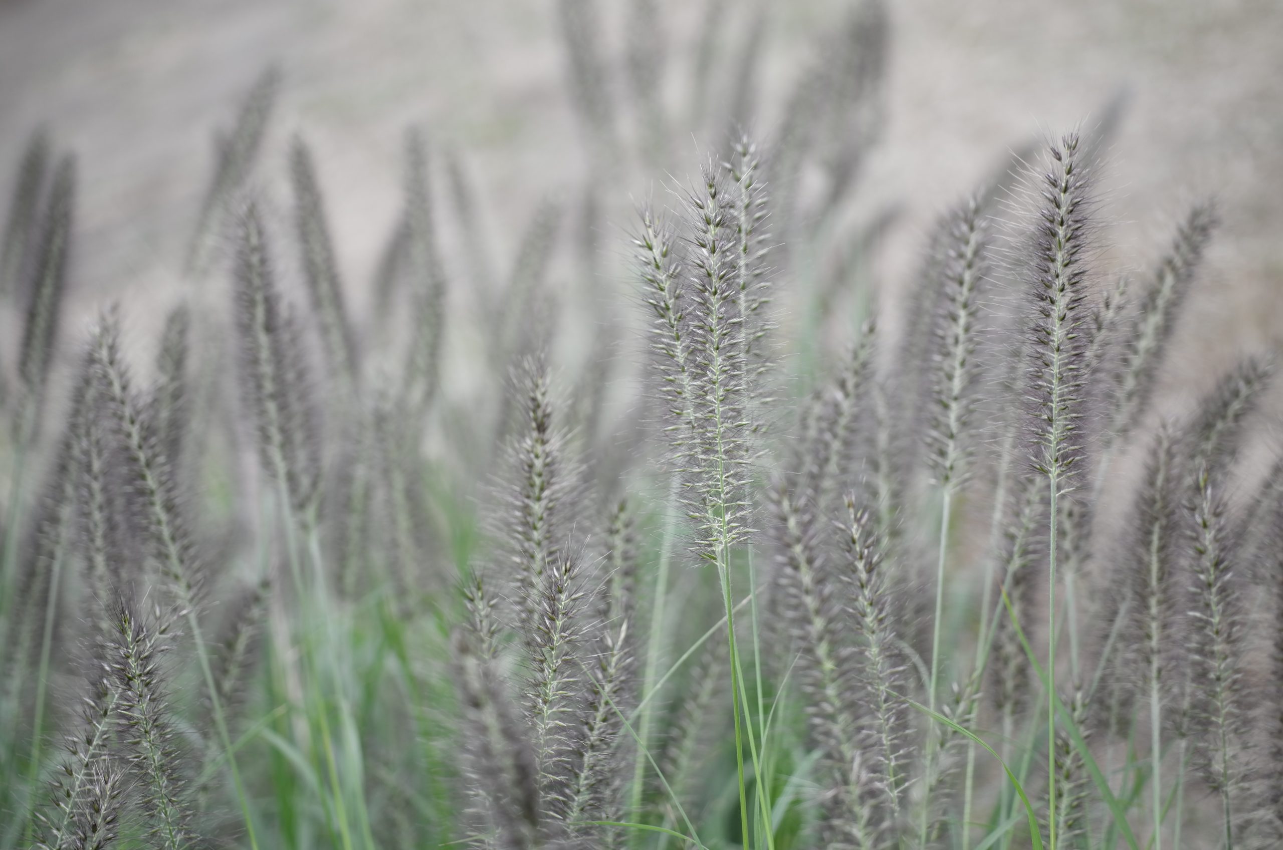 Leica】TL + TL60mm F2.8 ASPH.と日照時間ゼロ散歩 | THE MAP TIMES Leica】TL + TL60mm F2.8 ASPH.と日照時間ゼロ散歩 | THE MAP TIMES