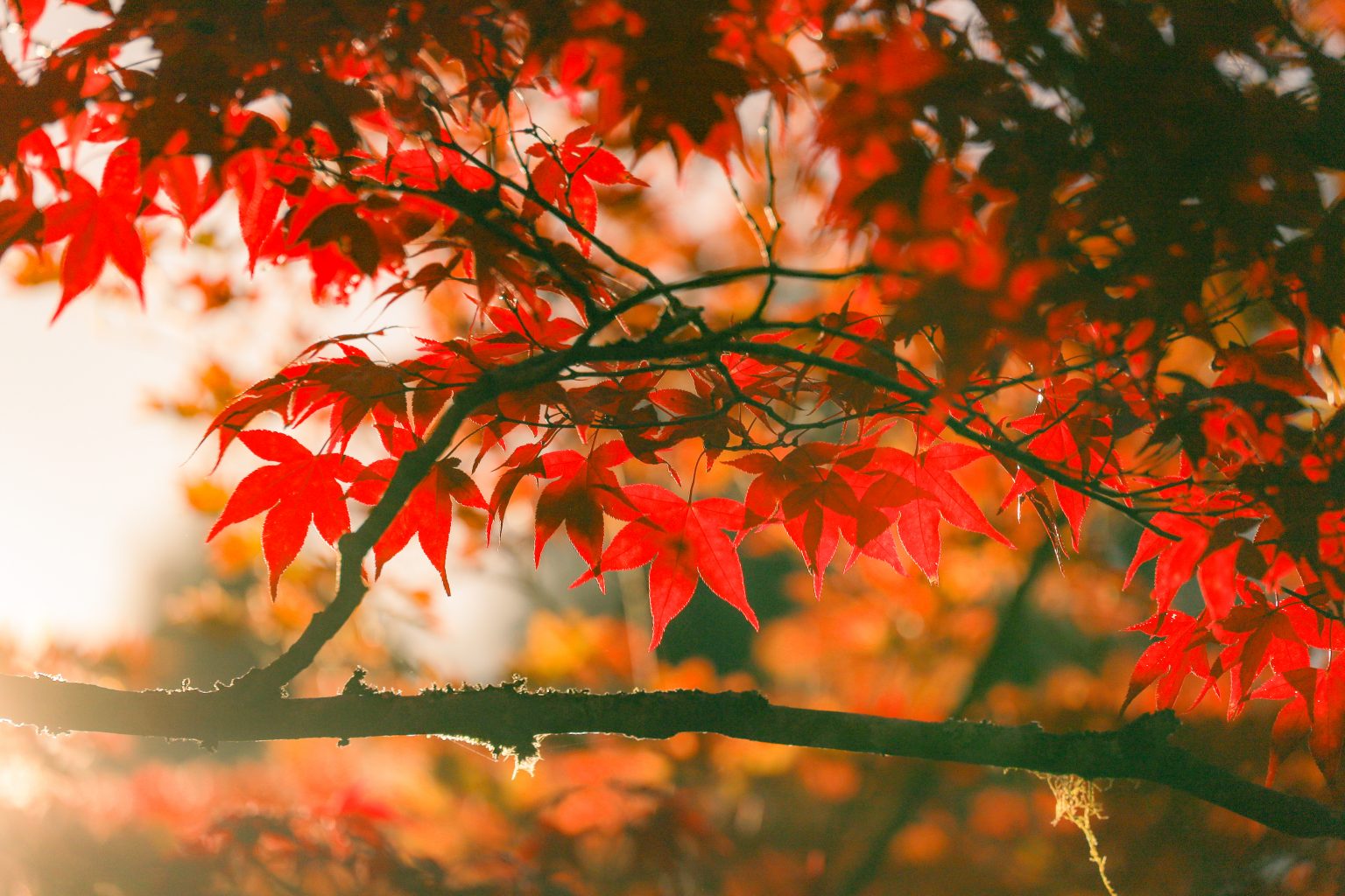 【Canon】EOS RPで撮影した「秋の紅葉写真」をご紹介！
