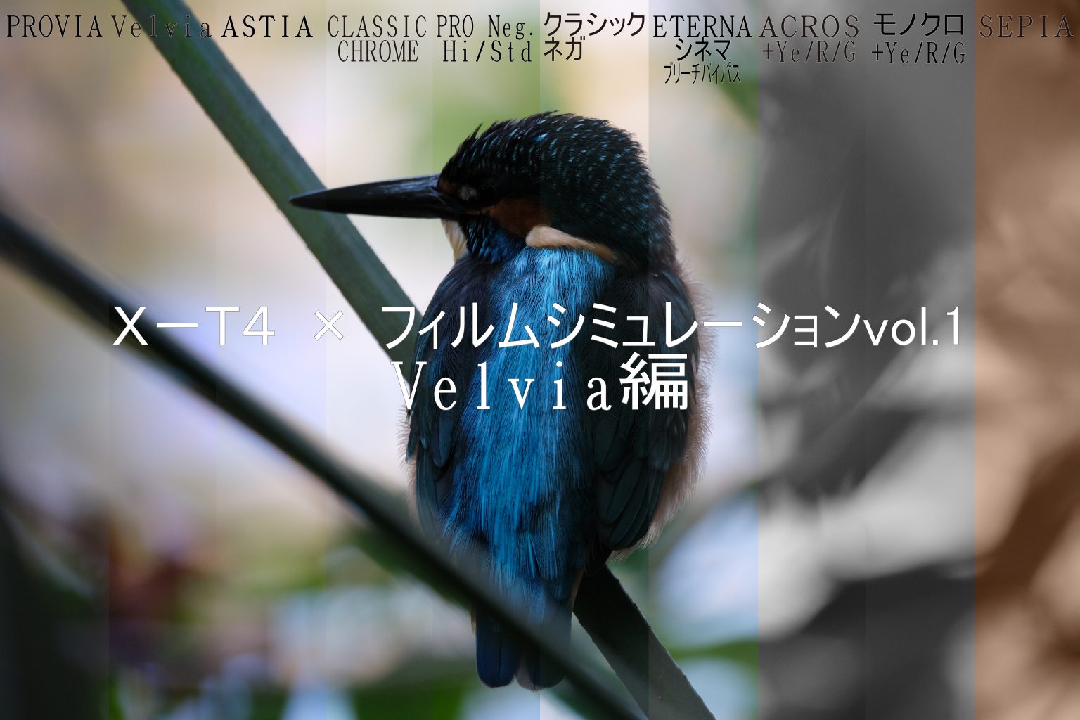 【FUJIFILM】X-T4 × フィルムシミュレーションvol.1 ~Velvia編~