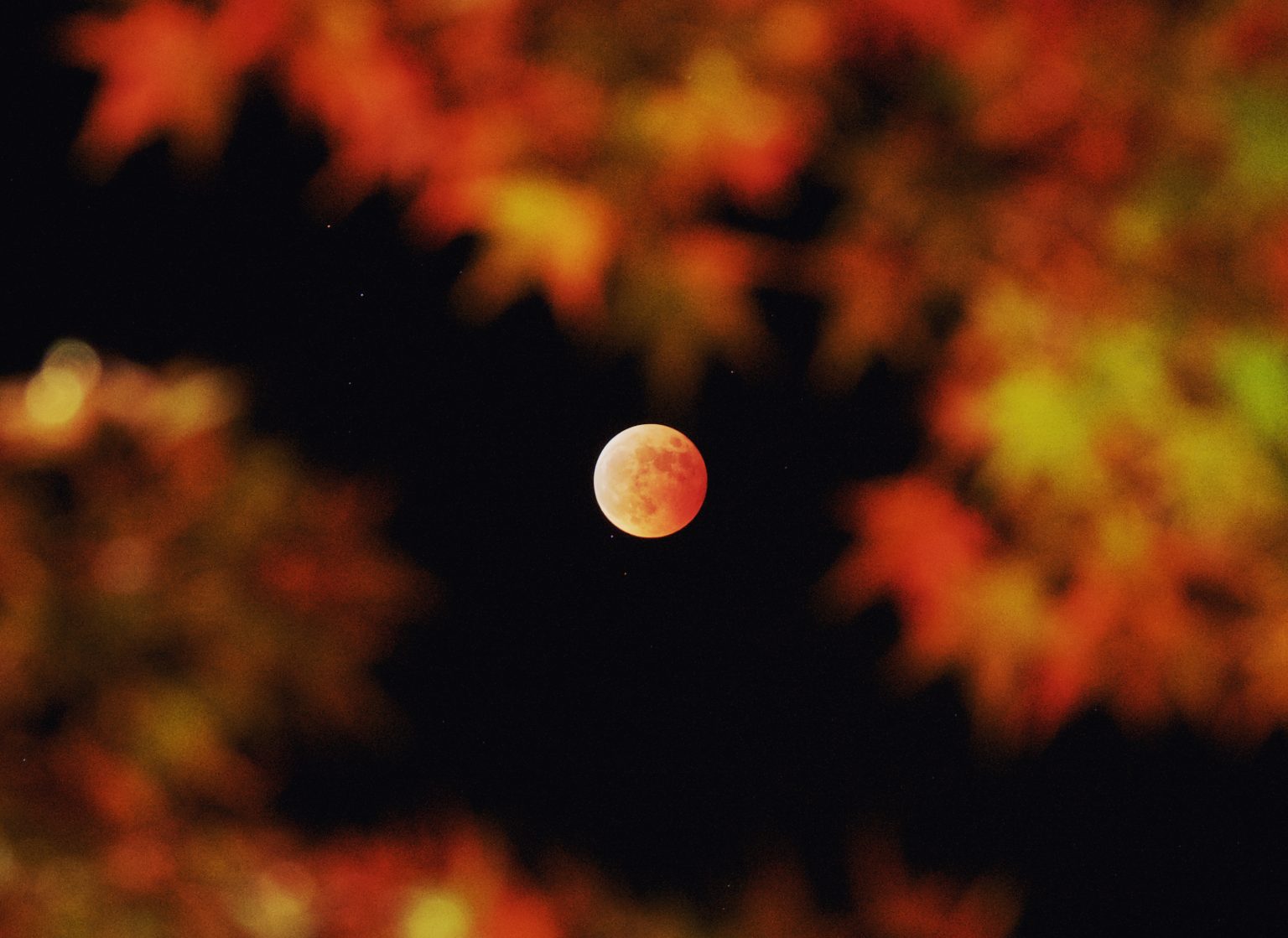 【OLYMPUS】OM-D E-M1 Mark II  で撮影した「秋の紅葉写真」をご紹介！