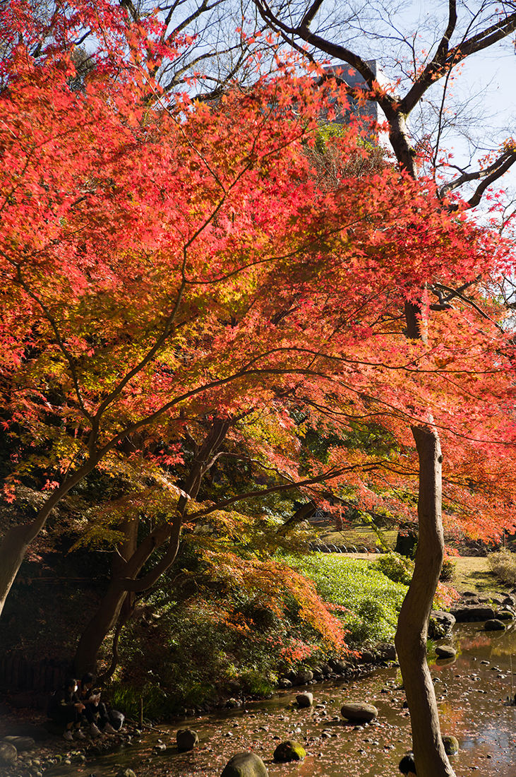 小石川の紅葉