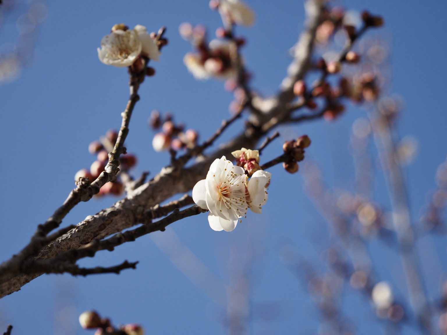 【OLYMPUS】残雪と梅の花、早春の宝登山神社へ