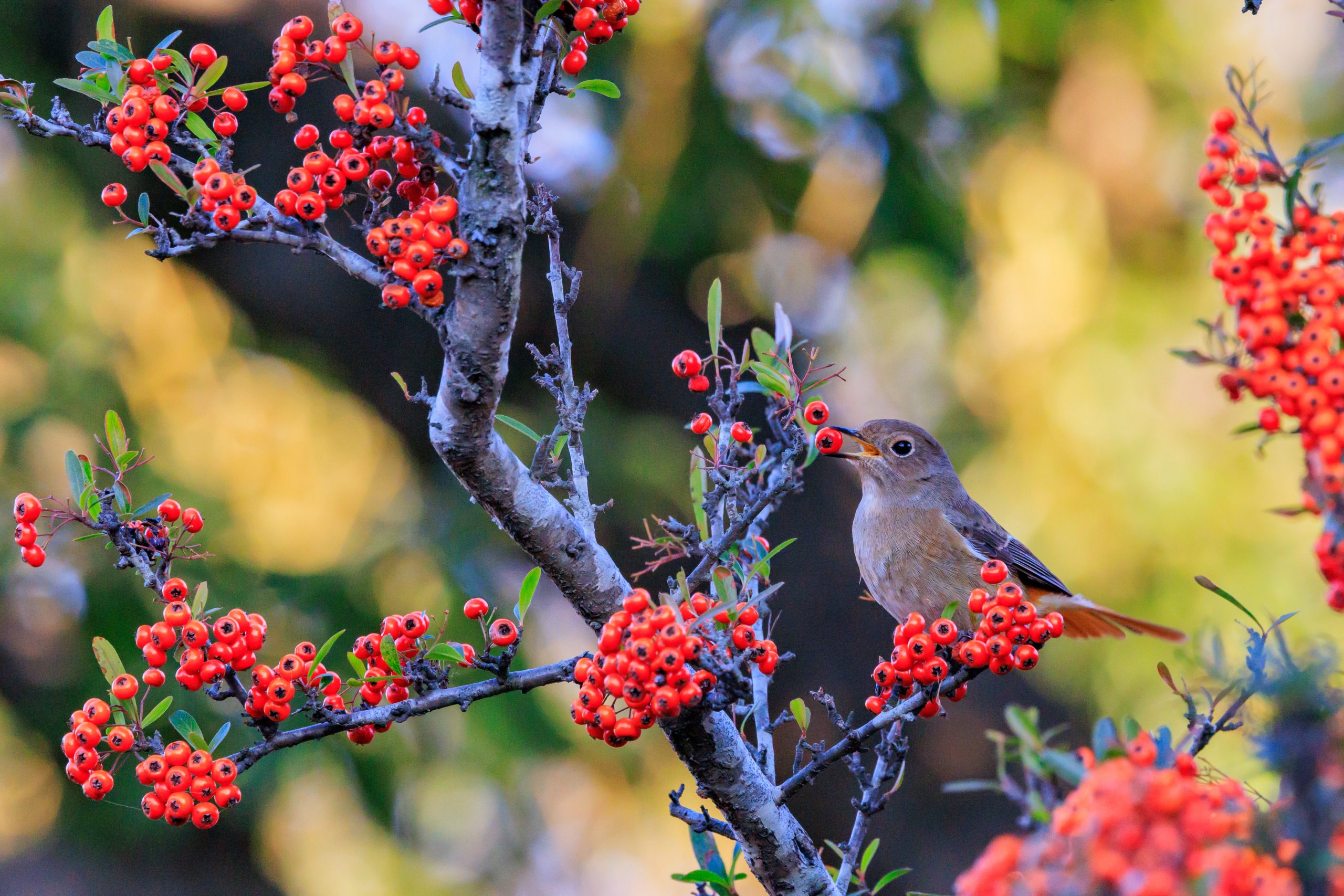 美品！野鳥に！canon ef500mm f4.5 usm EOSで野鳥撮影 RF100-500mm F4.5-7.1L IS USM検証など(初心者