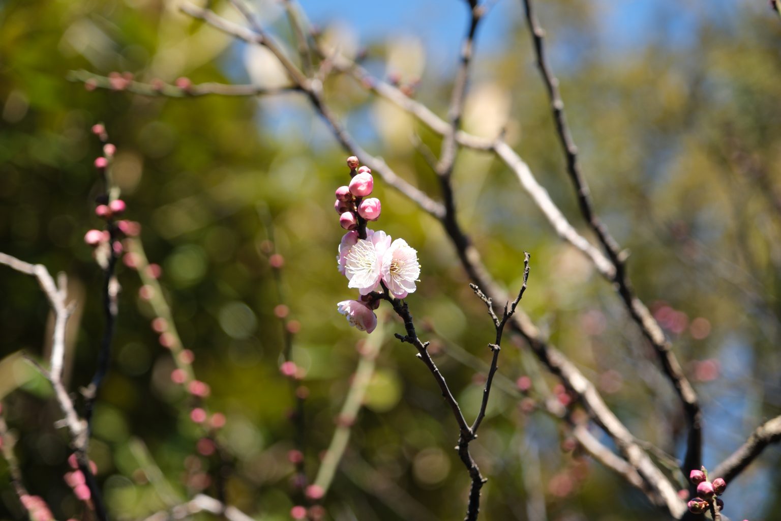 FUJIFILM】X-H2 XF16-80mmレンズキットで撮る梅園 | THE MAP TIMES