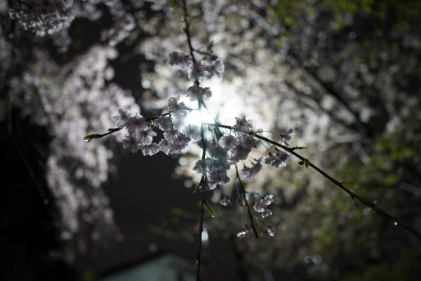 【SONY】ジンバル 、AirCross2 を使って夜桜を撮影