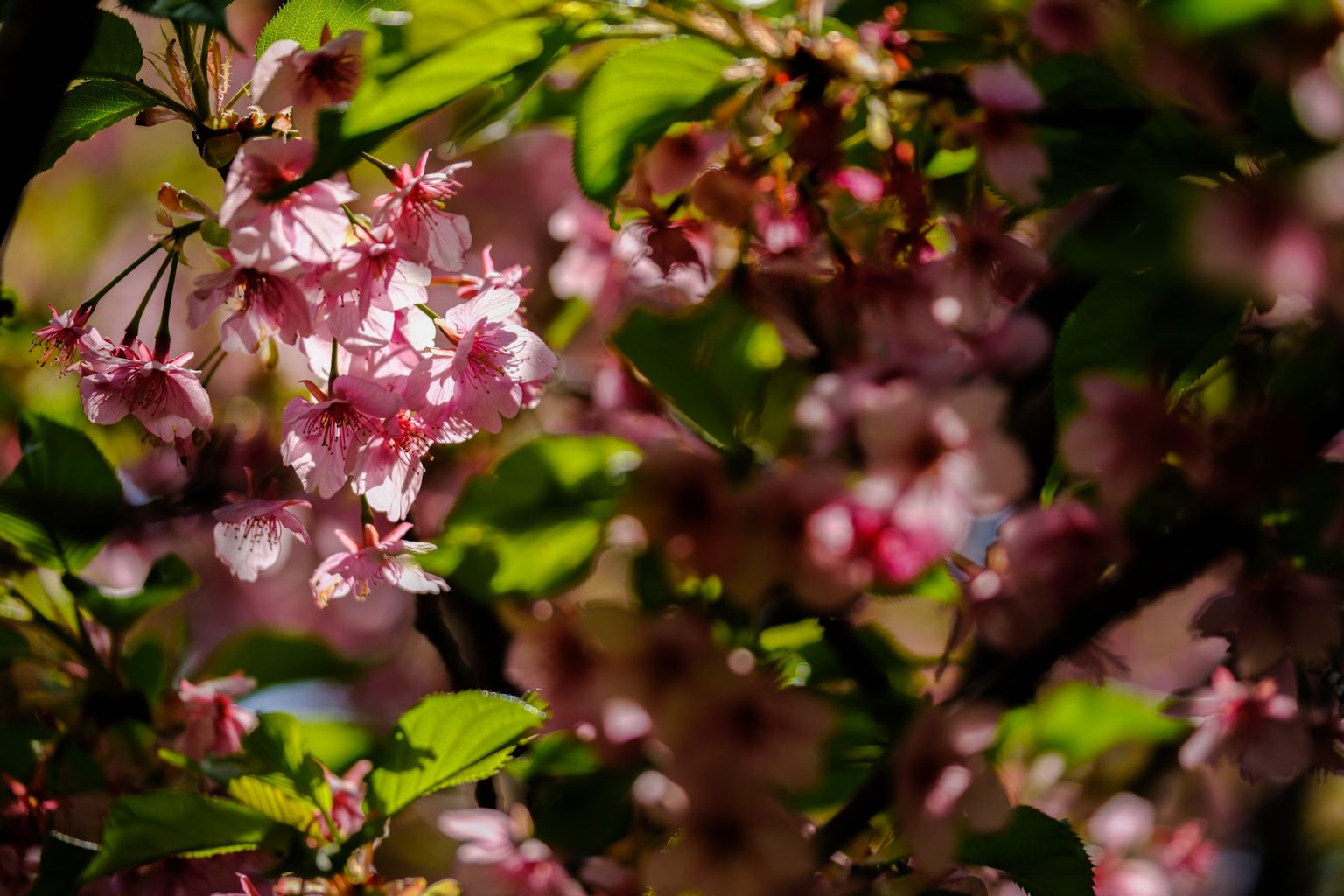 【FUJIFILM】どう撮る？？今年の桜