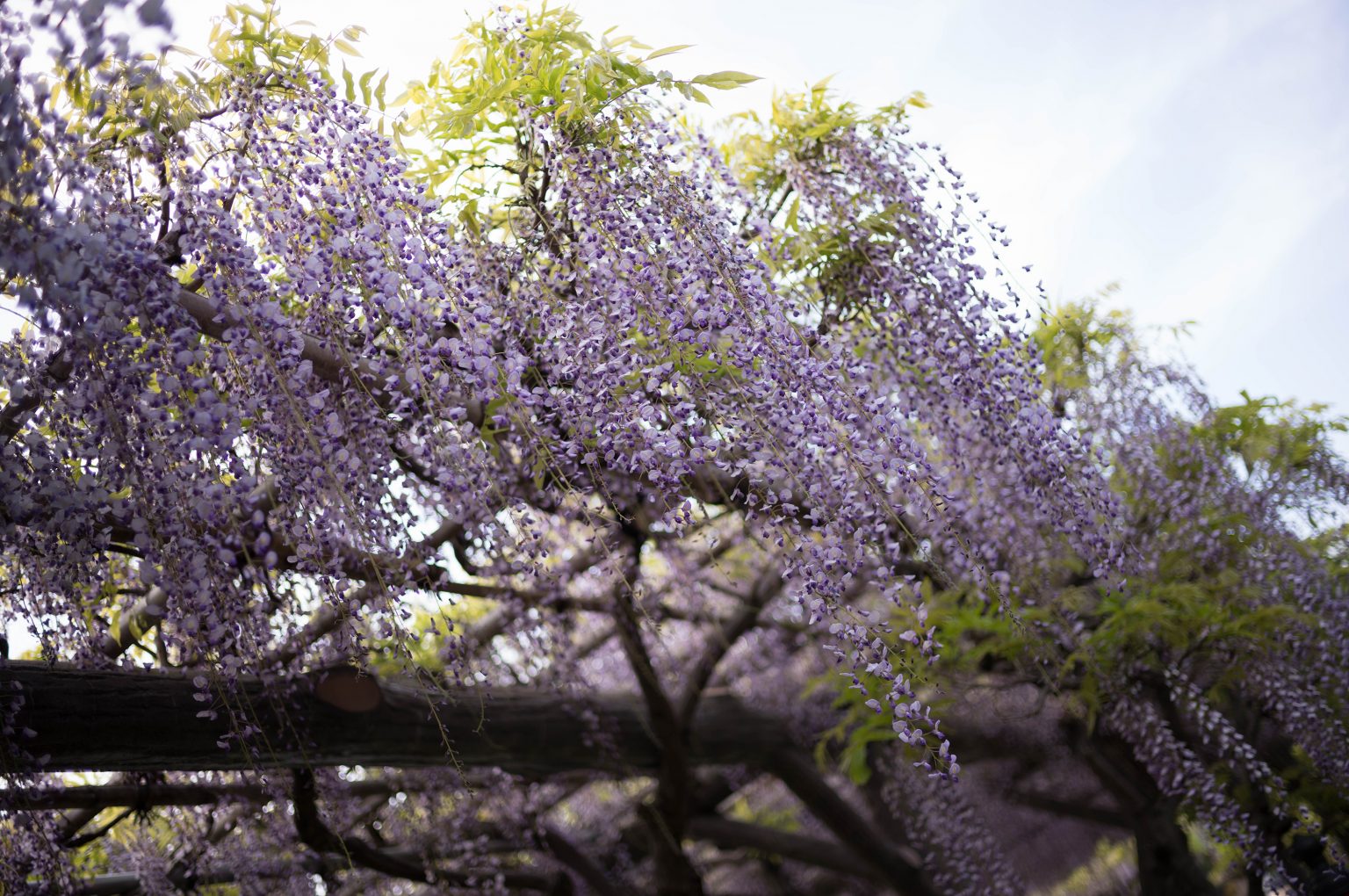 【Leica】ズミルックスで楽しむ藤の花