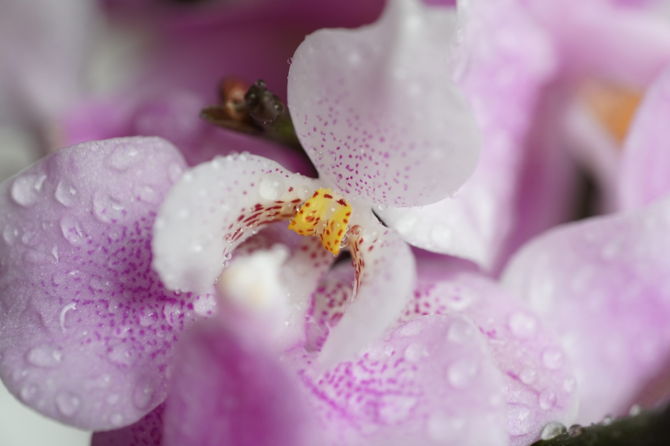 SONY】雨の日はマクロで楽しむ！(α6400＋Touit 50mm F2.8 マクロ