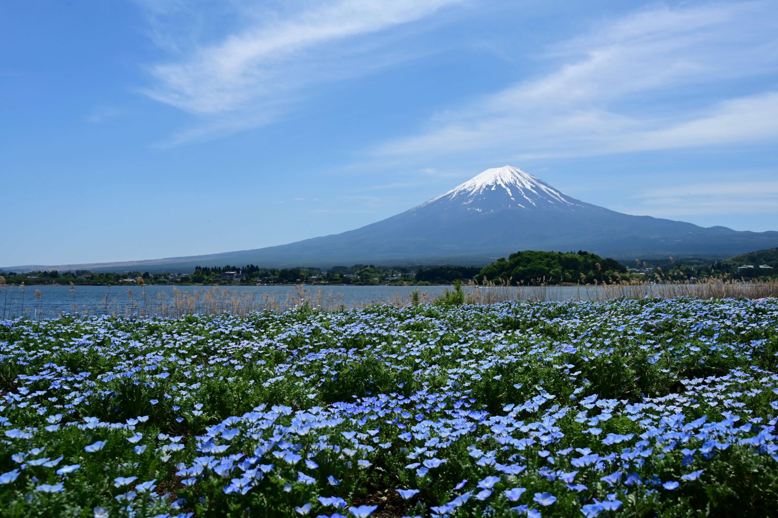 【Nikon】NIKKOR Z 24-200mm F4-6.3 VRで撮影された「美しき植物の写真」をご紹介！