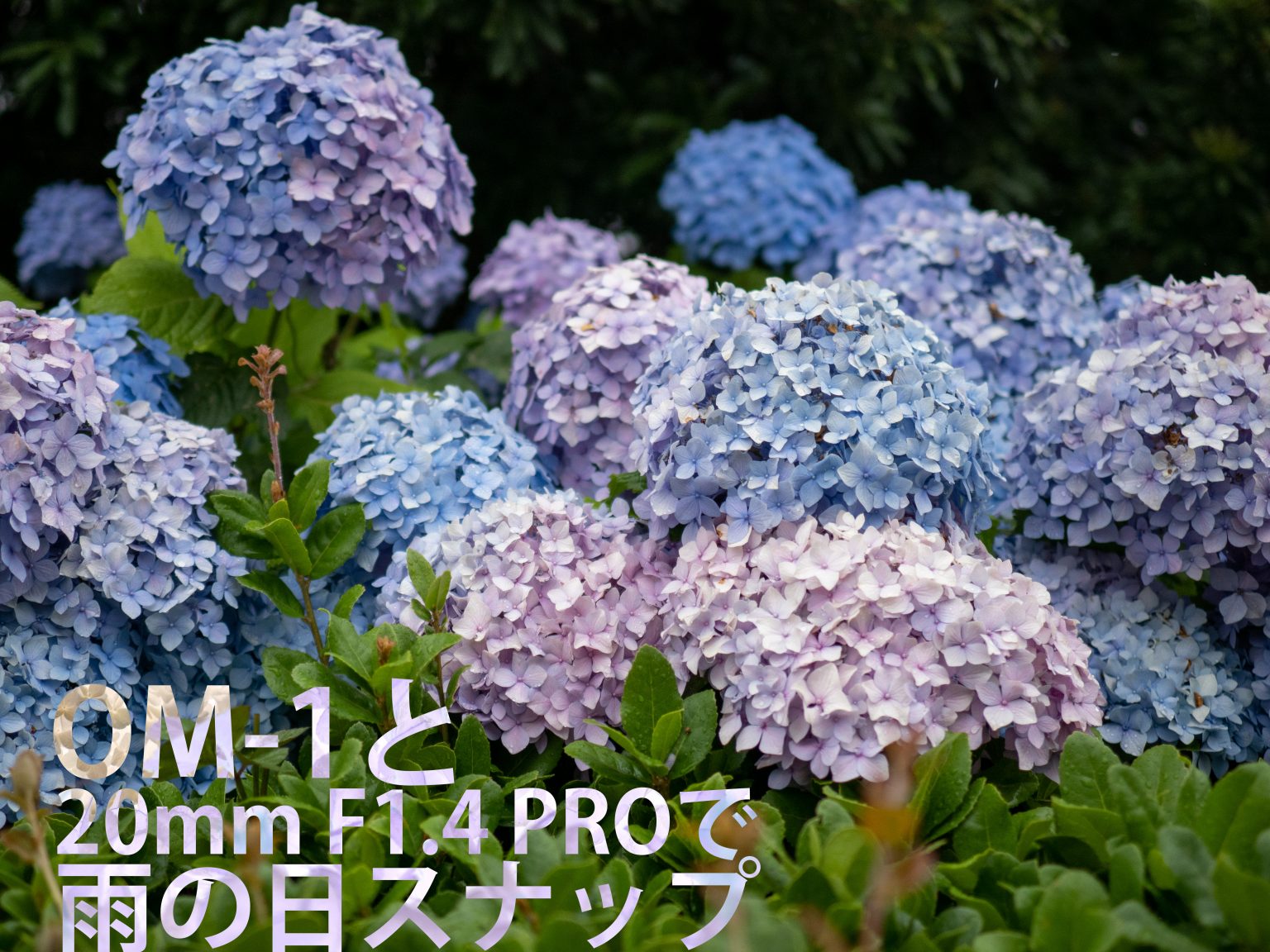 【OM SYSTEM】OM-1と20mm F1.4 PROで雨の日スナップ