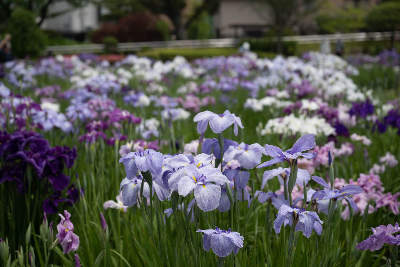 【Nikon】Z9の4K動画で撮る梅雨の花