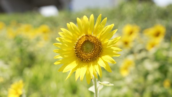 ひまわり撮影】押さえておきたい厳選テクニックを動画で紹介します