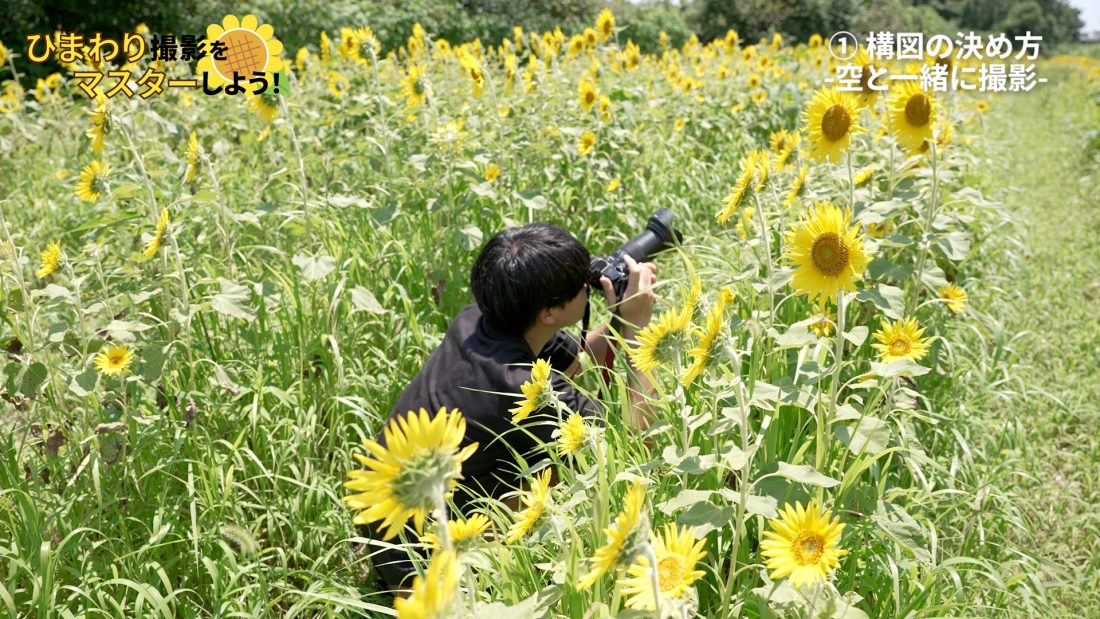 ひまわり撮影】押さえておきたい厳選テクニックを動画で紹介します