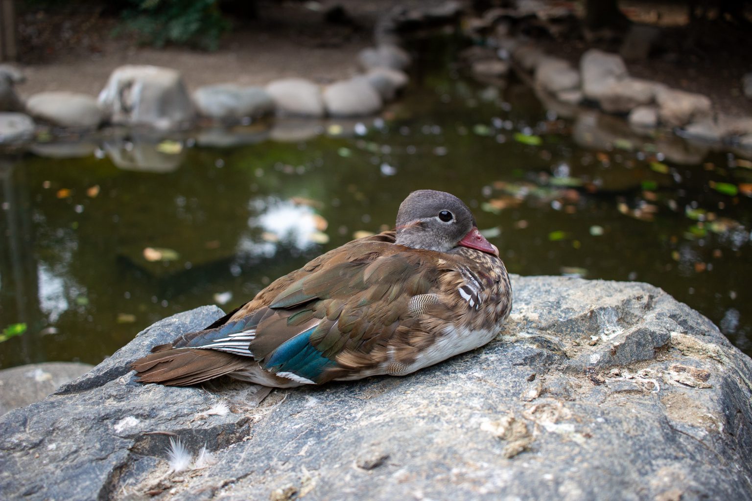 【Canon】単焦点レンズで動物撮影に挑む