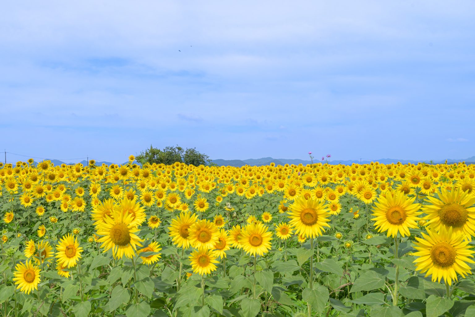 【Nikon】Z5で撮影された「夏旅写真」をご紹介！