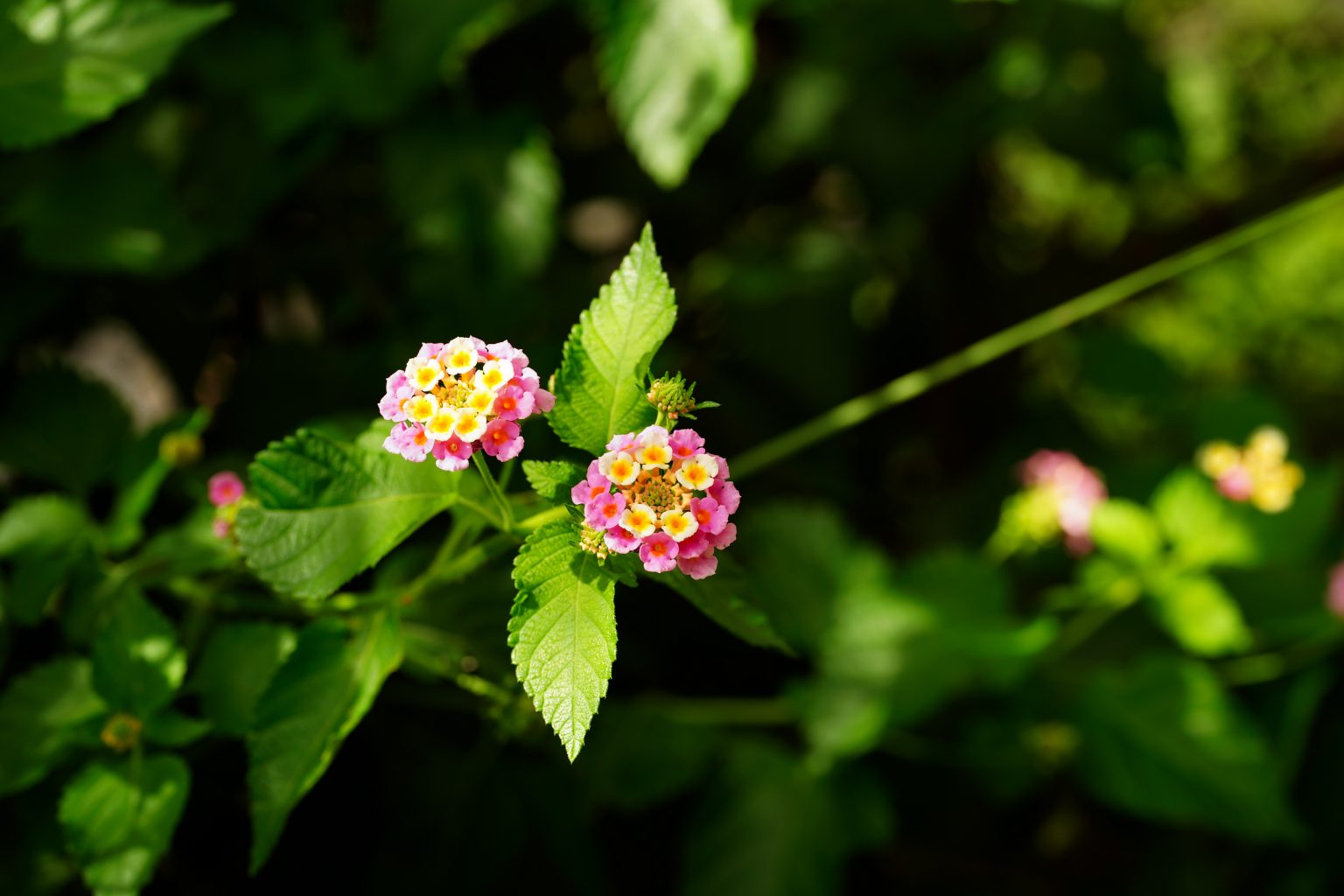 【SONY】この季節に咲く花（73)花に集まる者