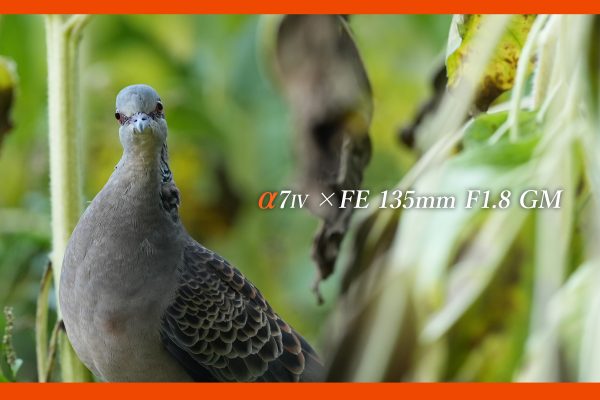 【SONY】α7Ⅳ×FE 135mm F1.8 GM