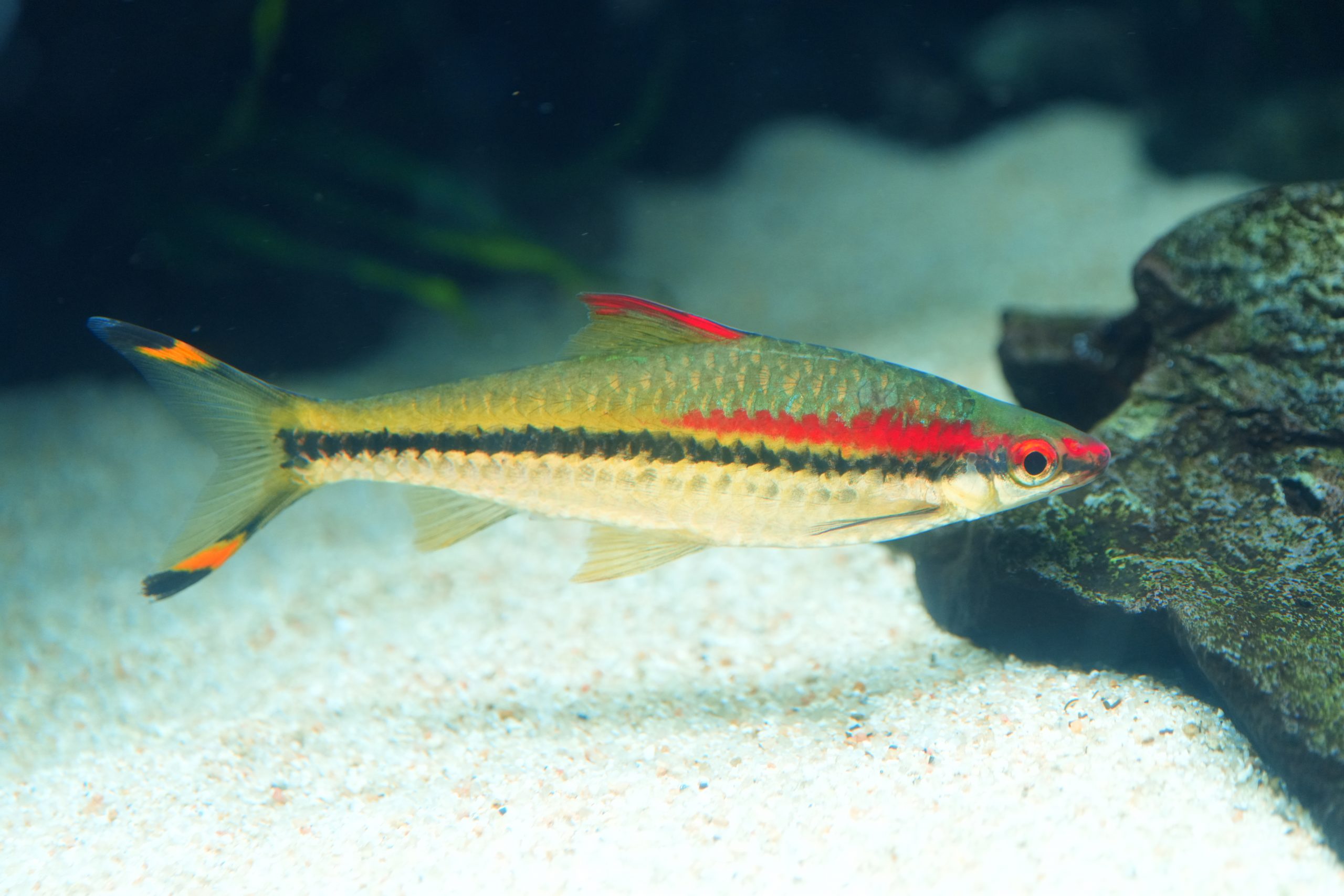 SONY】FE 70-200mm F4 Macro G OSS IIで魚たちを撮りつくす