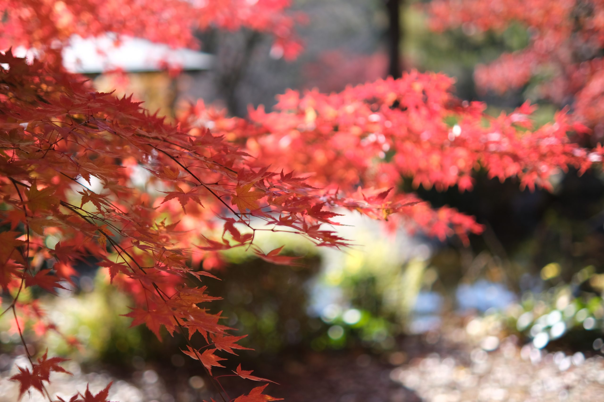 Tokina】atx-m33mmF1.4でスナップを楽しむ | THE MAP TIMES Tokina】atx-m33mmF1.4でスナップを楽しむ | THE MAP TIMES