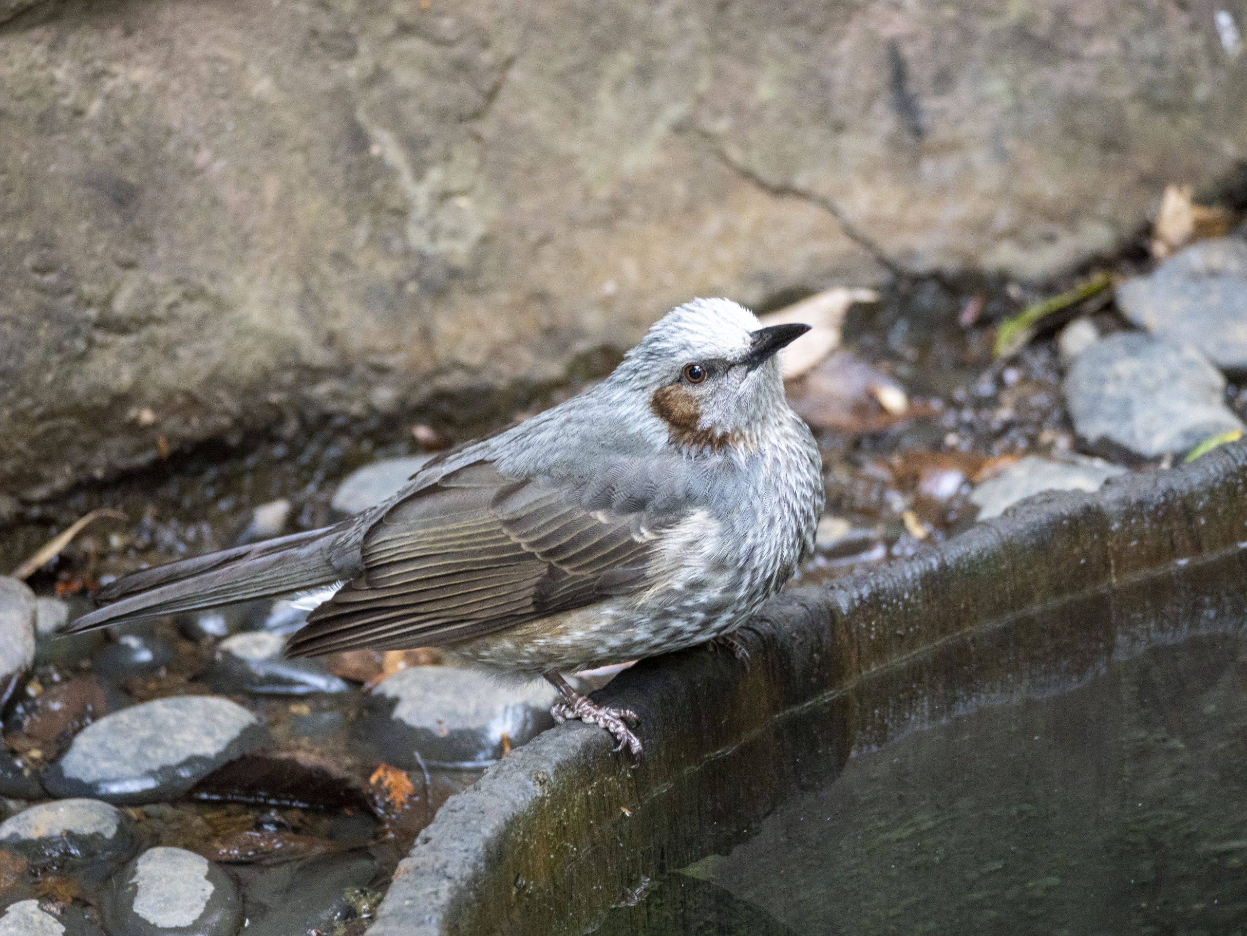 【Panasonic】超望遠ズームレンズは野鳥撮影の強力なサポーター！！ | THE MAP TIMES