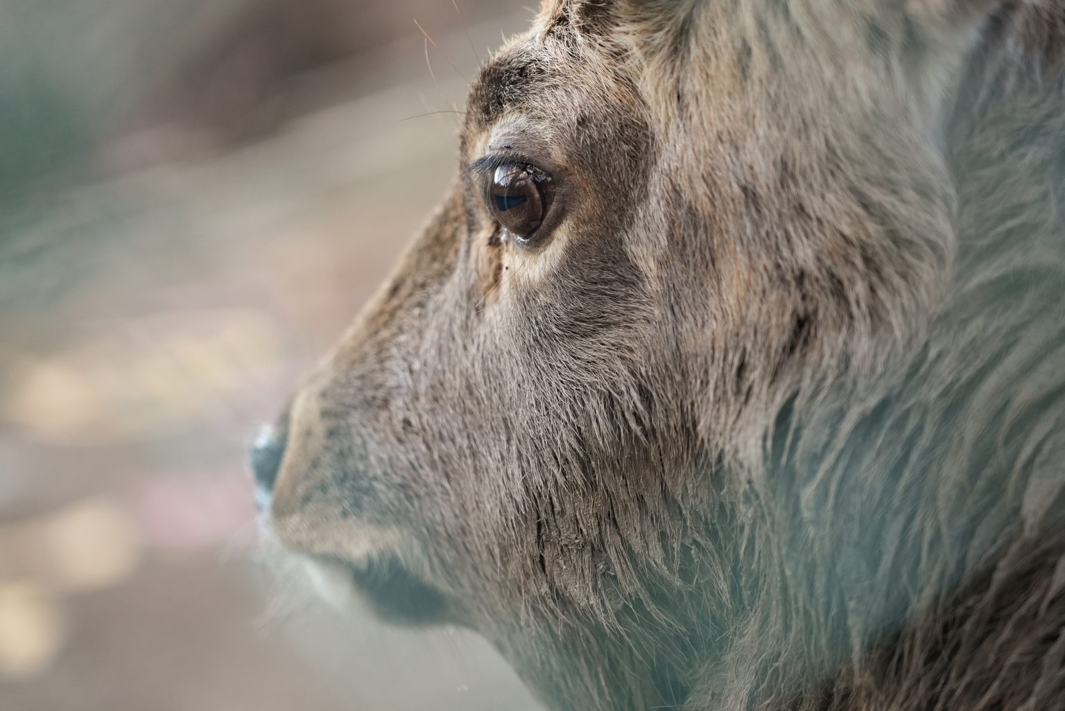 【SONY】α7SIII と FE 24-105mm F4 G OSS で動物園へ