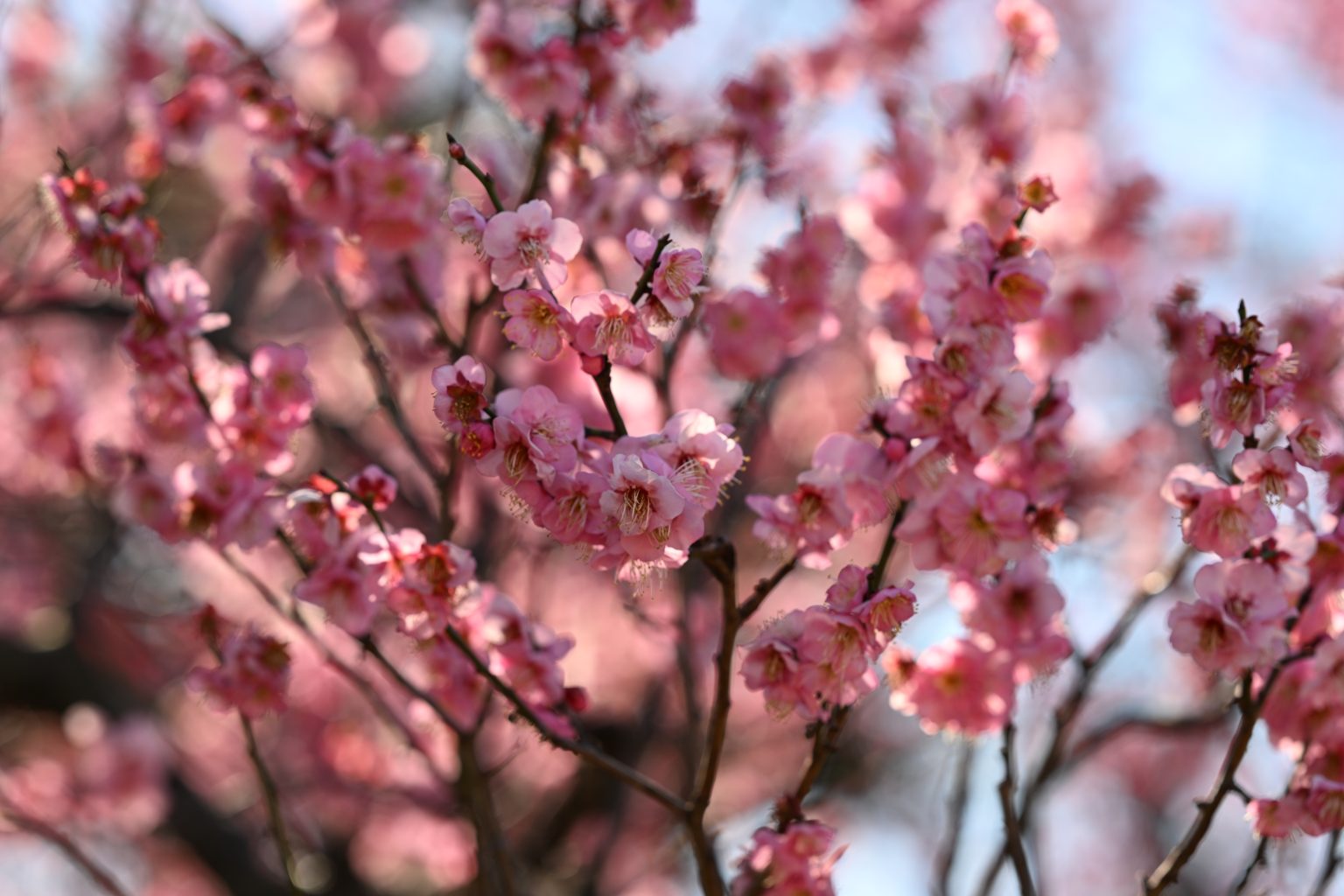 【Nikon】憧れのレンズ、Plena