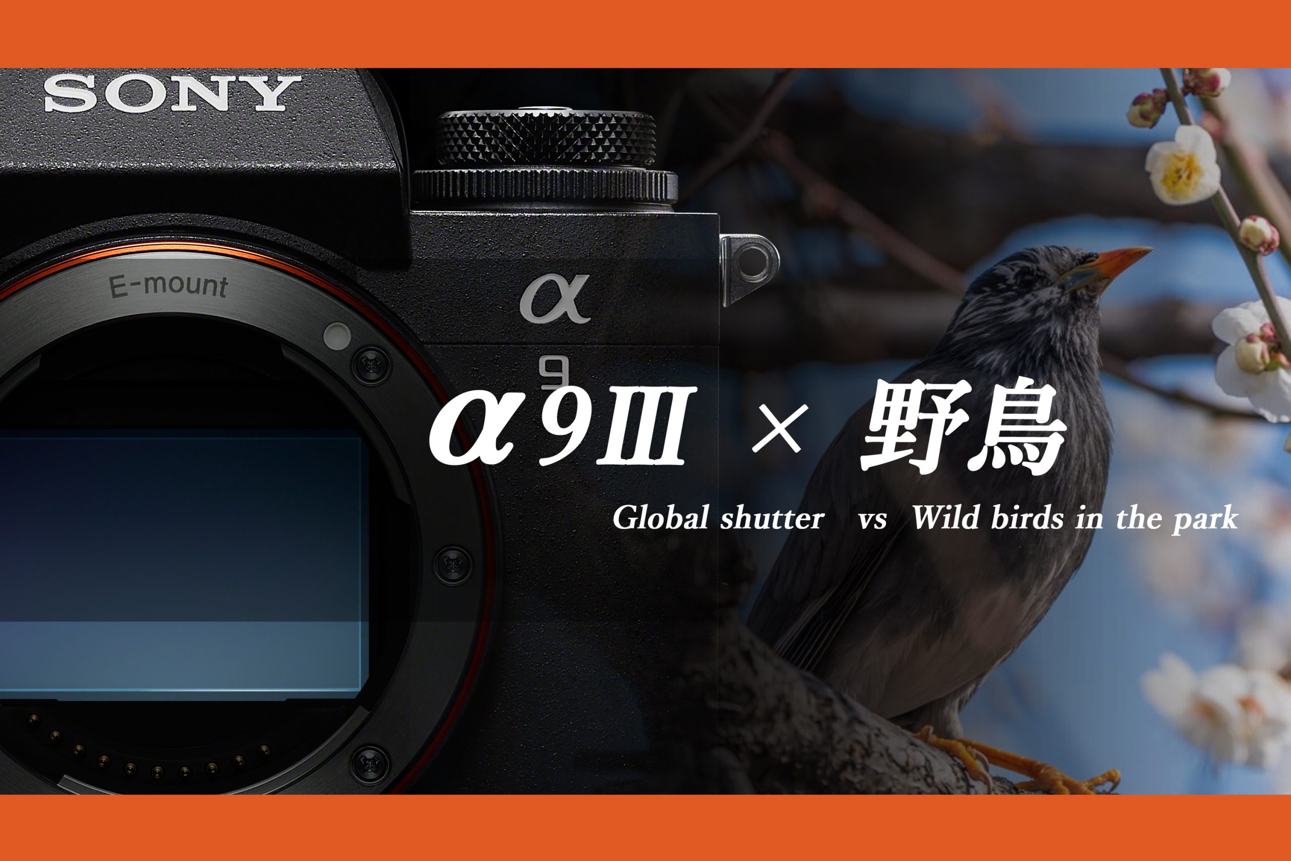 SONY】α9Ⅲ×野鳥 | THE MAP TIMES