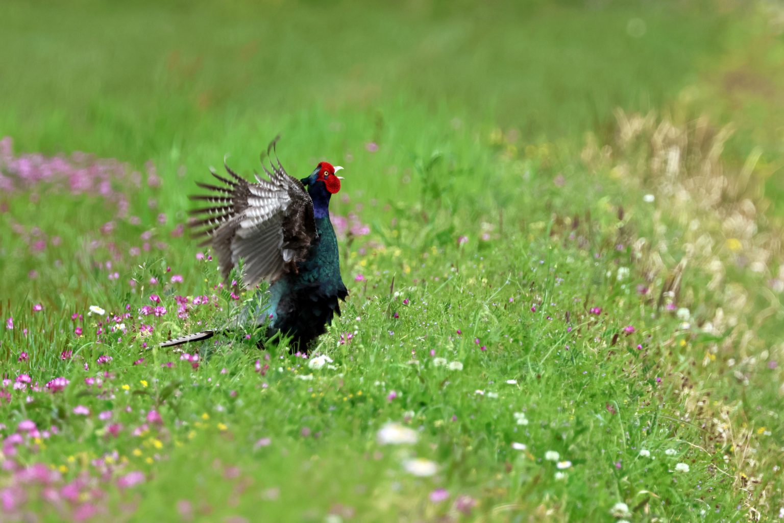 【Canon】EOS R7で撮影された「野鳥写真」をご紹介！