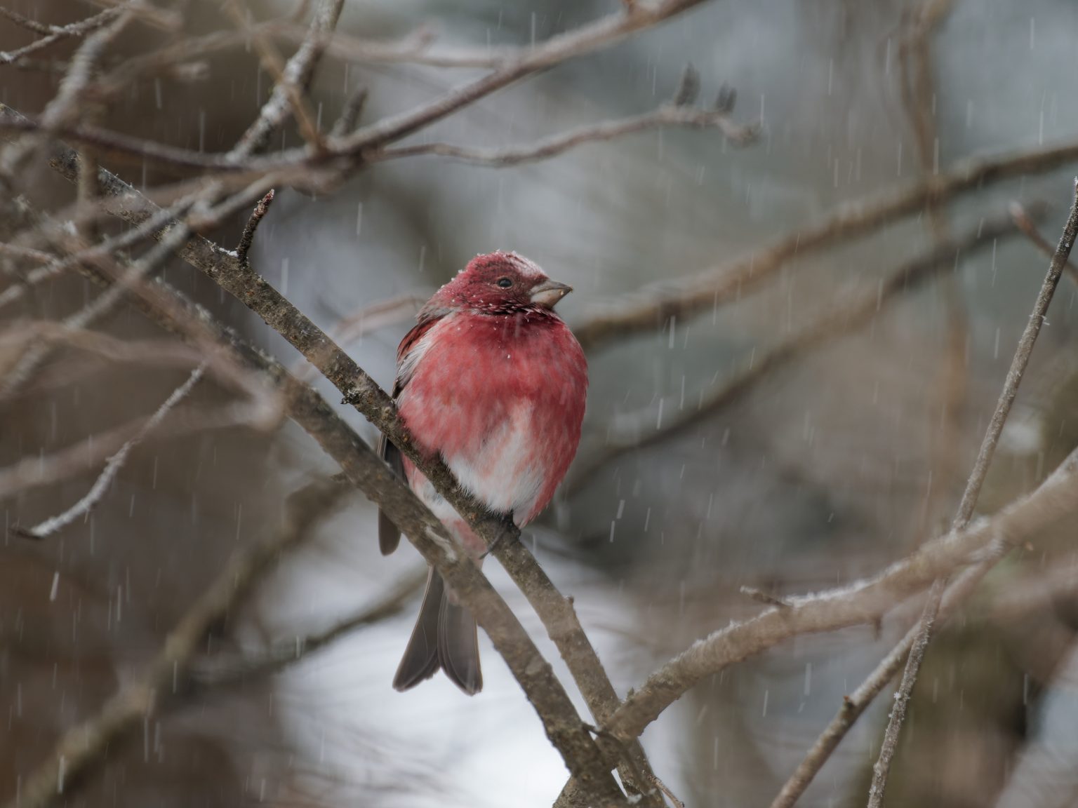 【OM SYSTEM】OM-1で撮影された「野鳥写真」をご紹介！