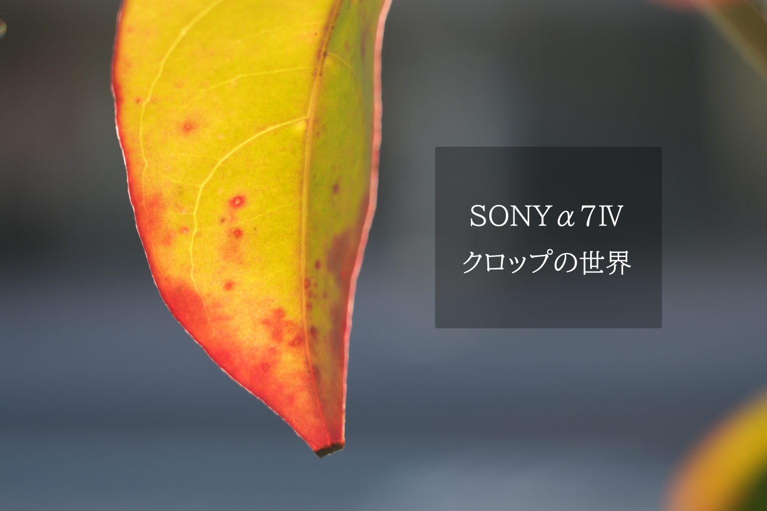 【SONY】α7Ⅳ、クロップの世界