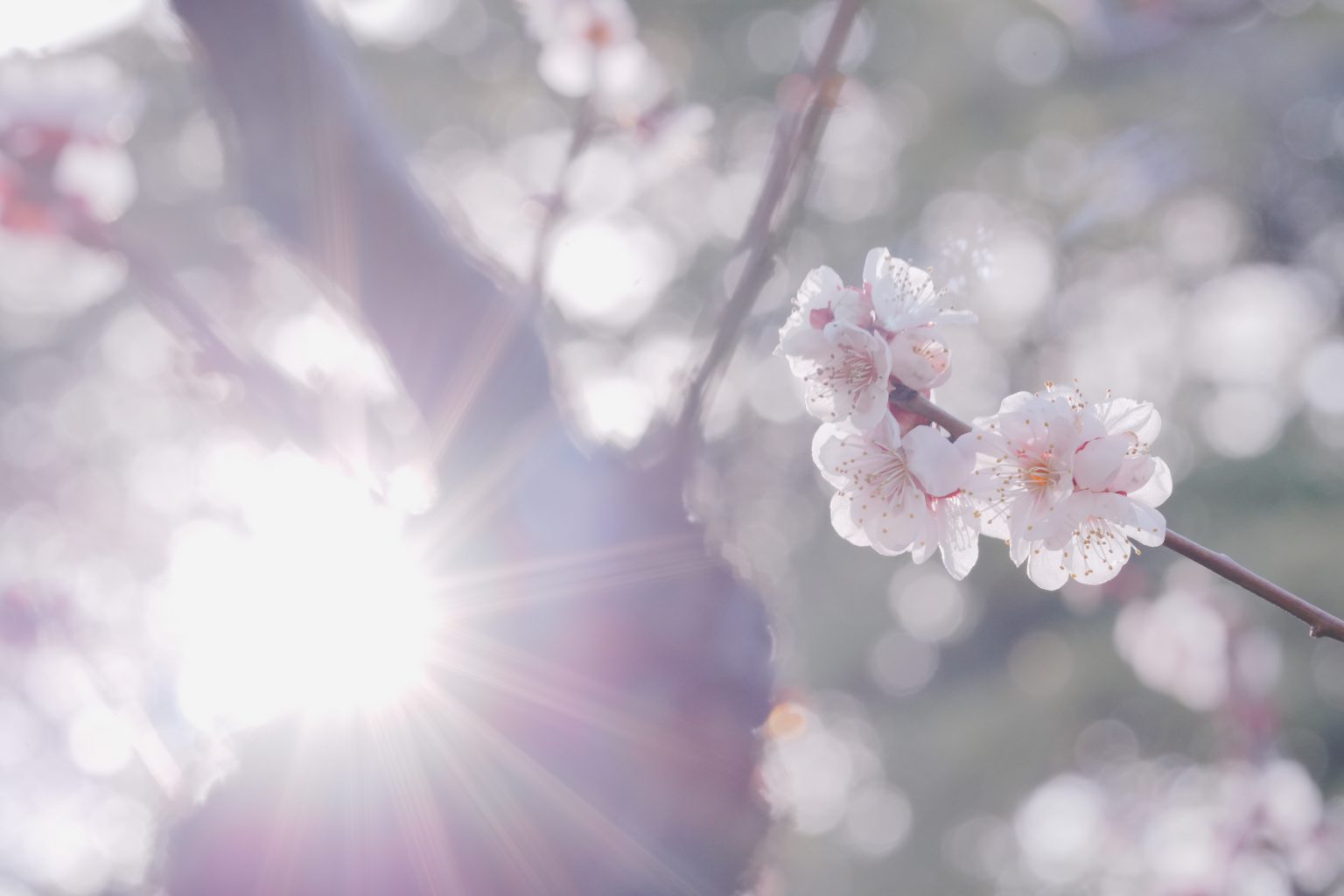 【SONY】春を感じる花を撮る