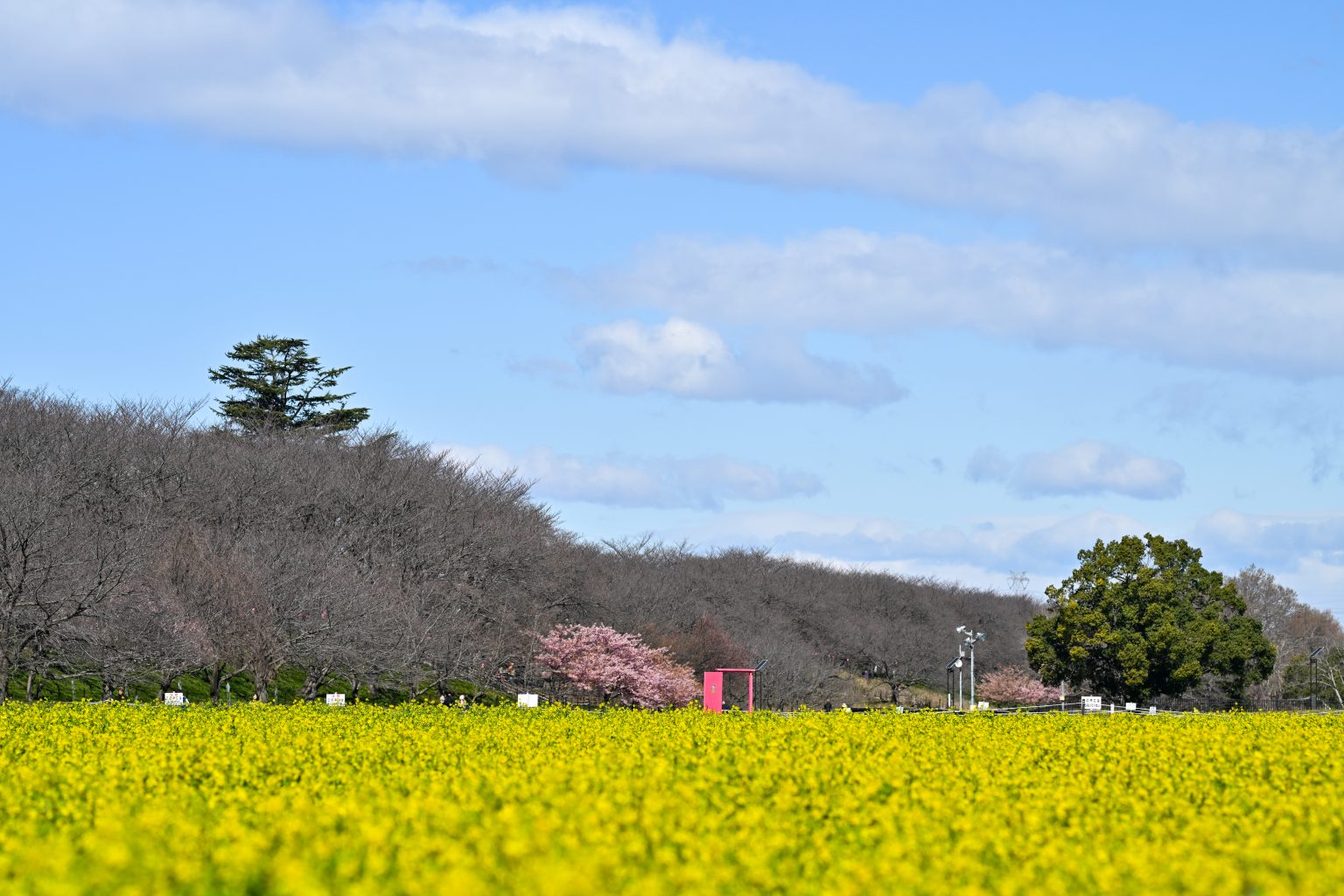 【Nikon】NIKKOR Z 135mm F1.8 S Plenaと季節の変わり目