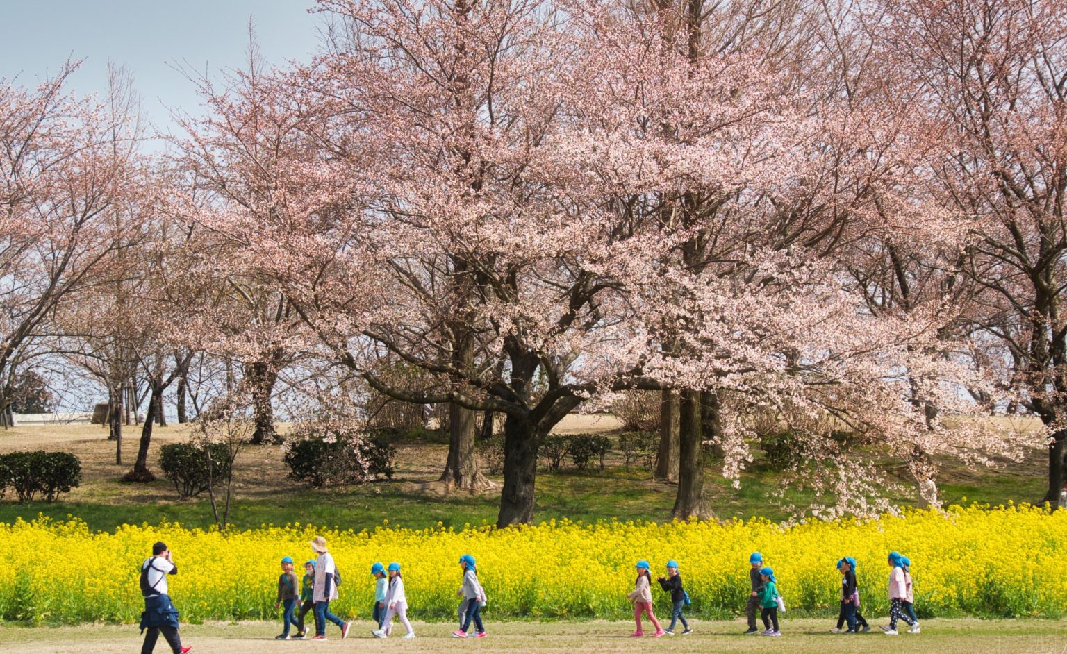 【OM SYSTEM】M.ZUIKO DIGITAL ED 12-100mm F4.0 IS PROで撮影された「 菜の花と桜ある風景写真 」をご紹介！