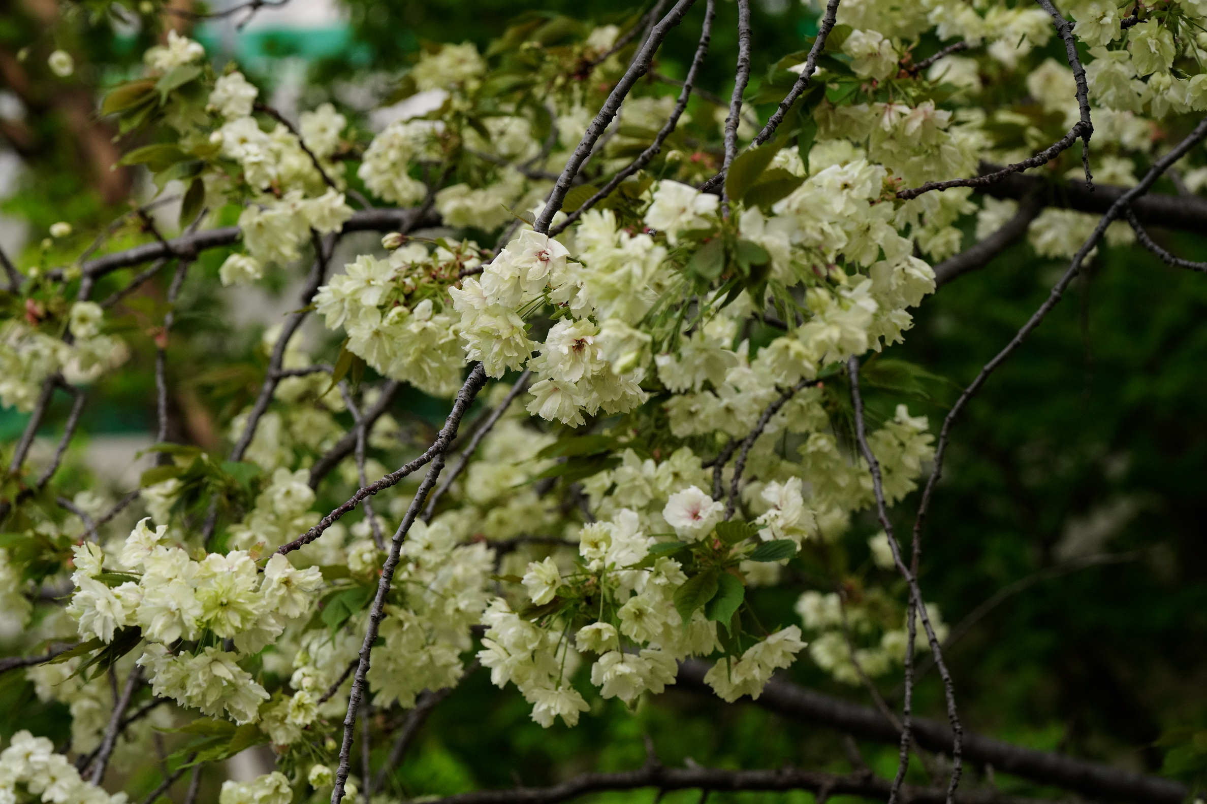 SONY】この季節に咲く花（81)桜の樹の下の花、その樹の下の花