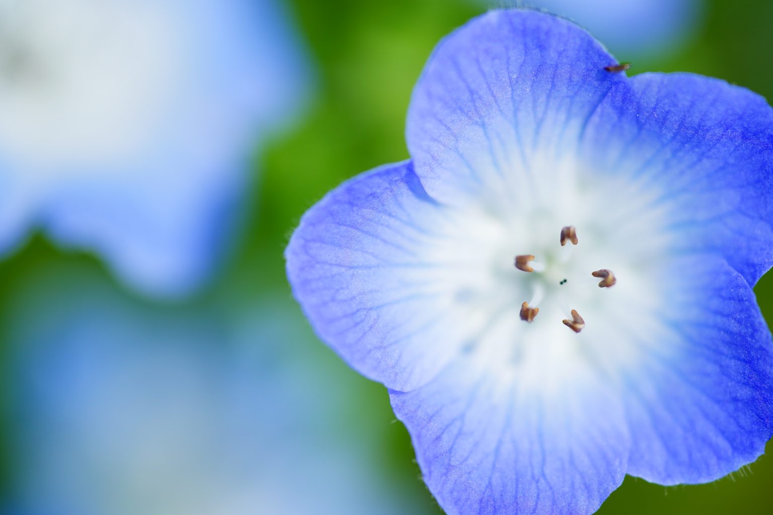 【SONY】晩春の花を撮る