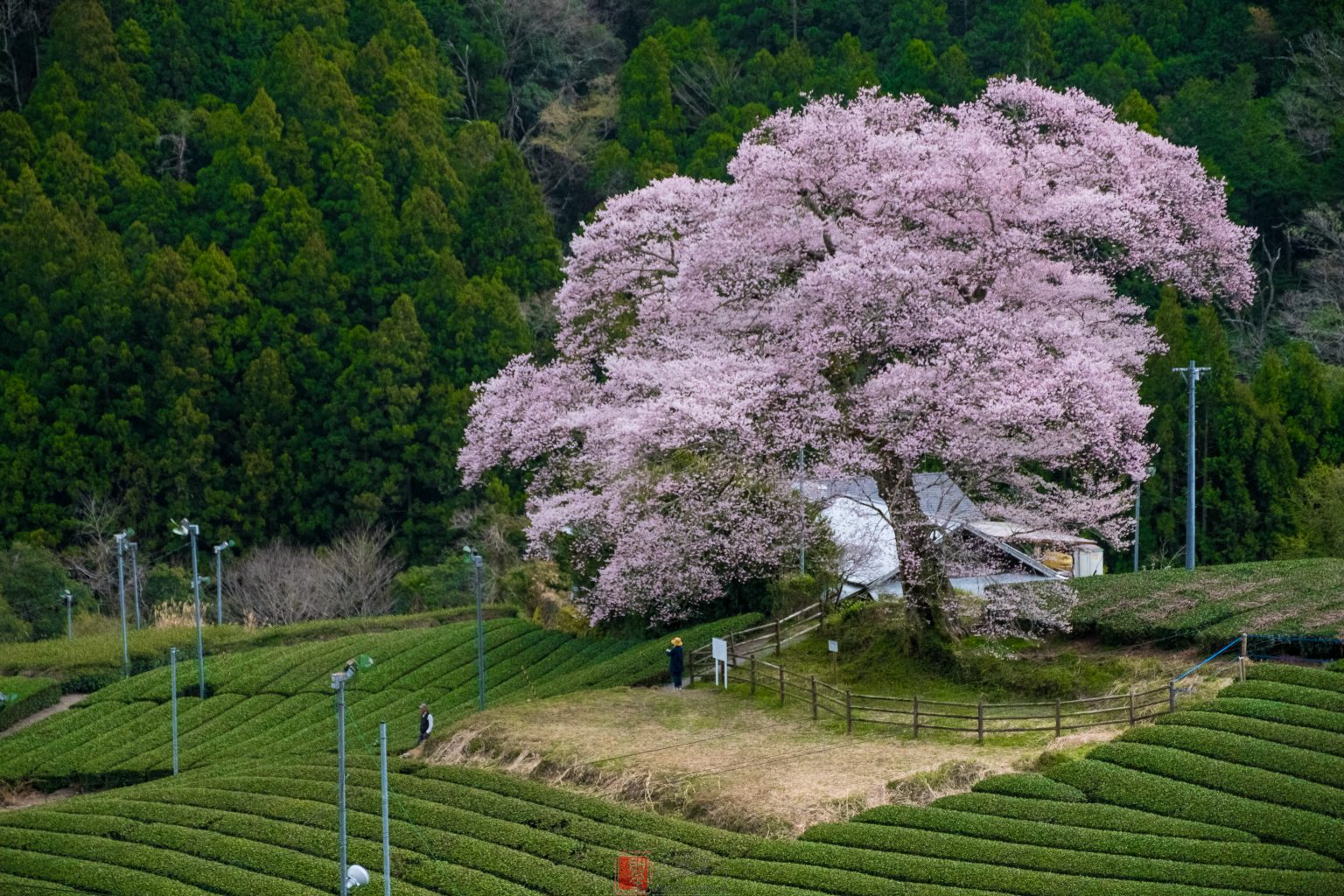 【FUJIFILM】フジノン XF16-55mm F2.8 R LM WRで撮影された「 桜ある風景写真  」をご紹介！