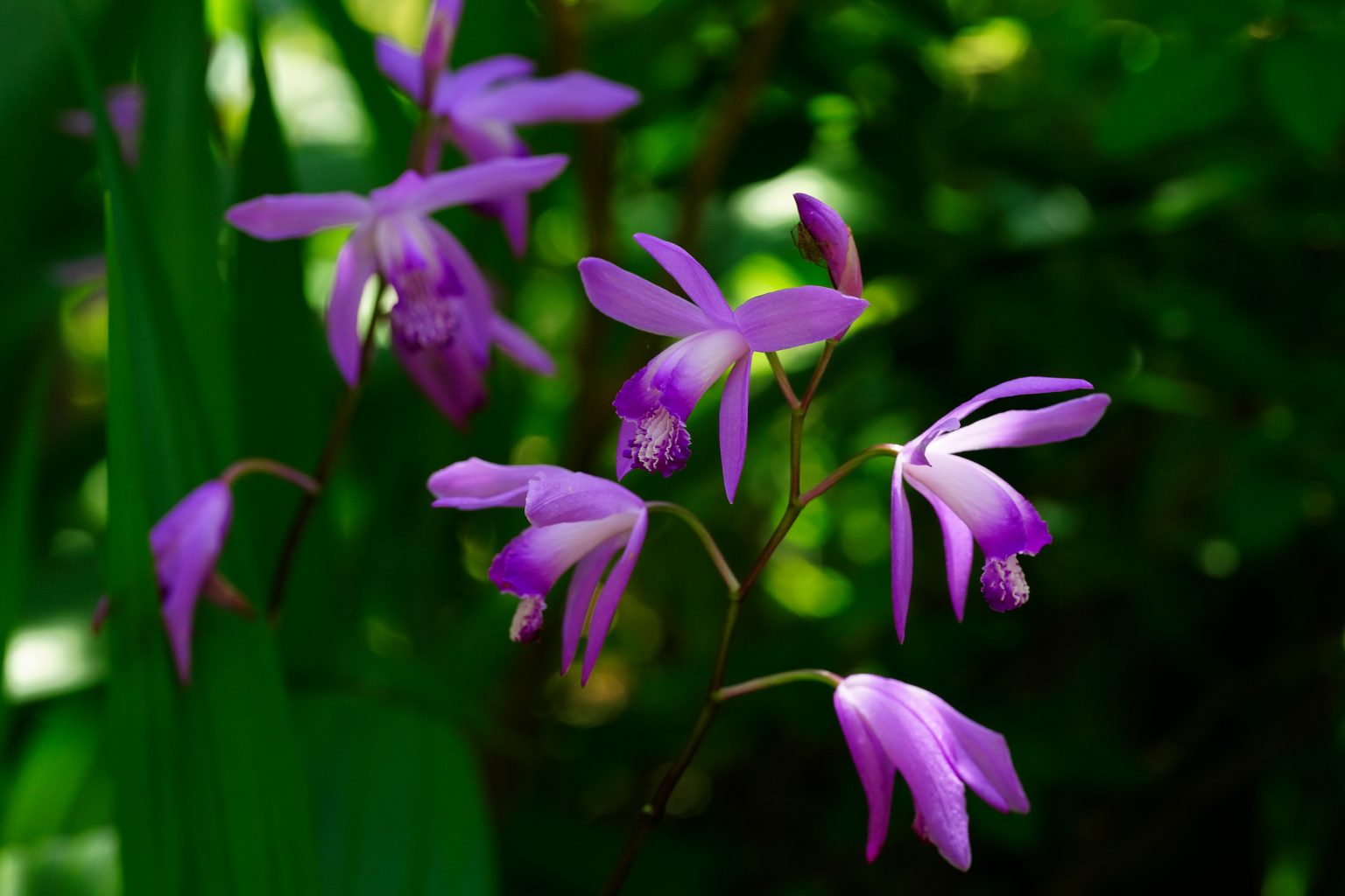 【SONY】この季節に咲く花（82) 野生種は大変少なく栽培種は健在な植物