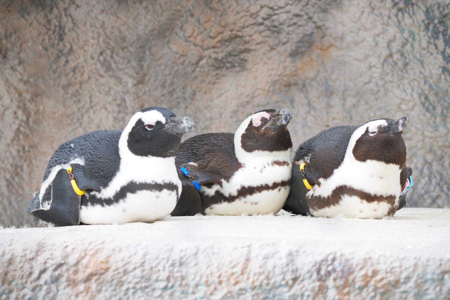 【SONY】初めての動物園にオススメ！SONYのハイスペックAPS-C