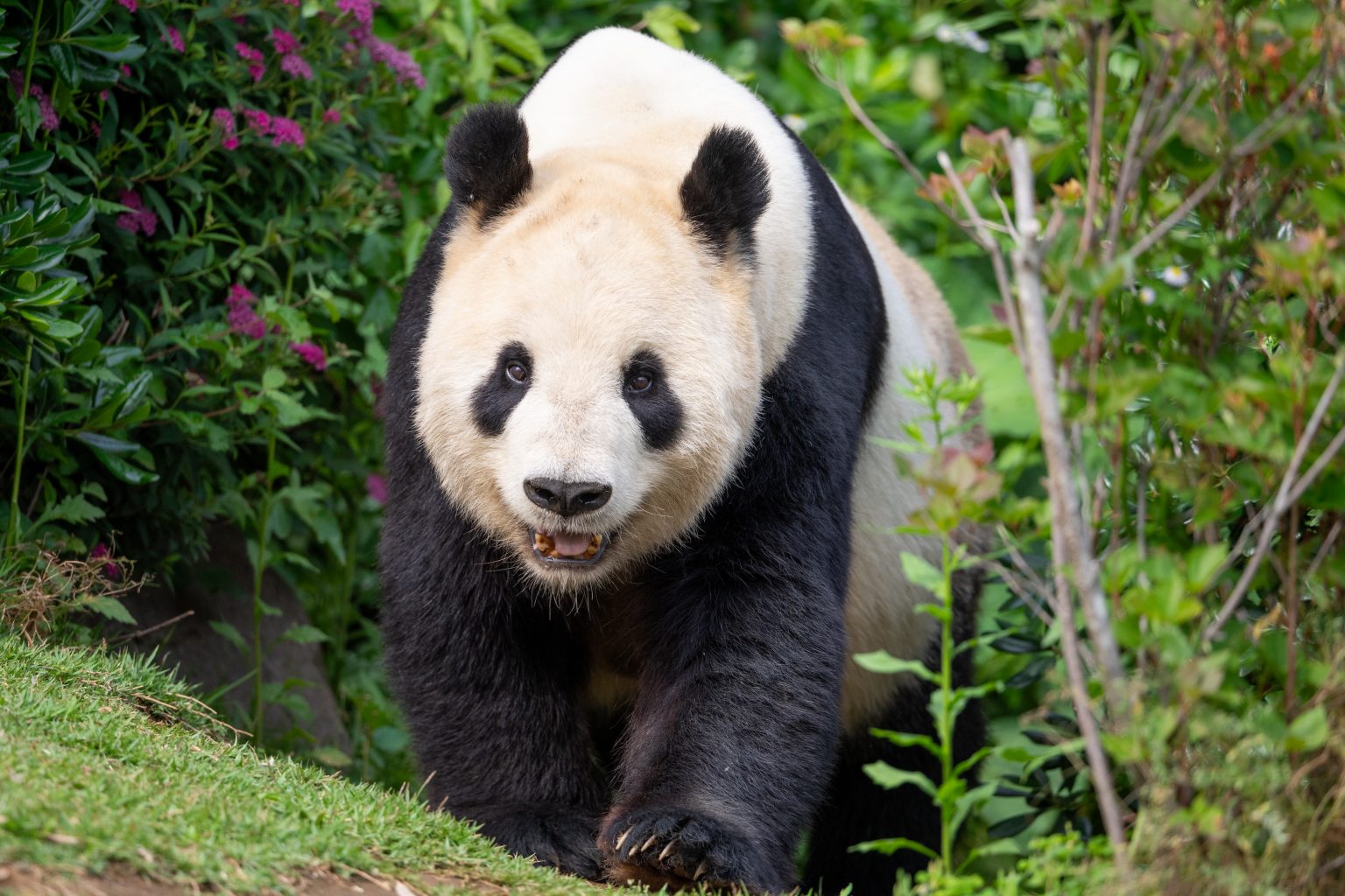 【Nikon】超望遠単焦点1本で動物園を撮り尽くす