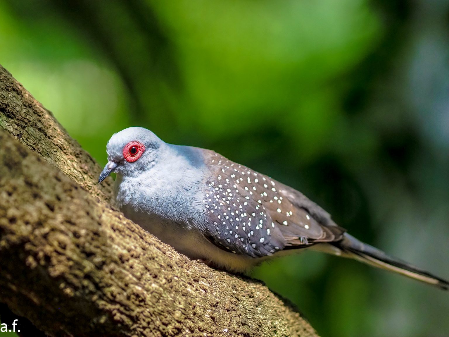 【OLYMPUS】OM-D E-M1 Mark II で撮影された「野鳥の写真」をご紹介！