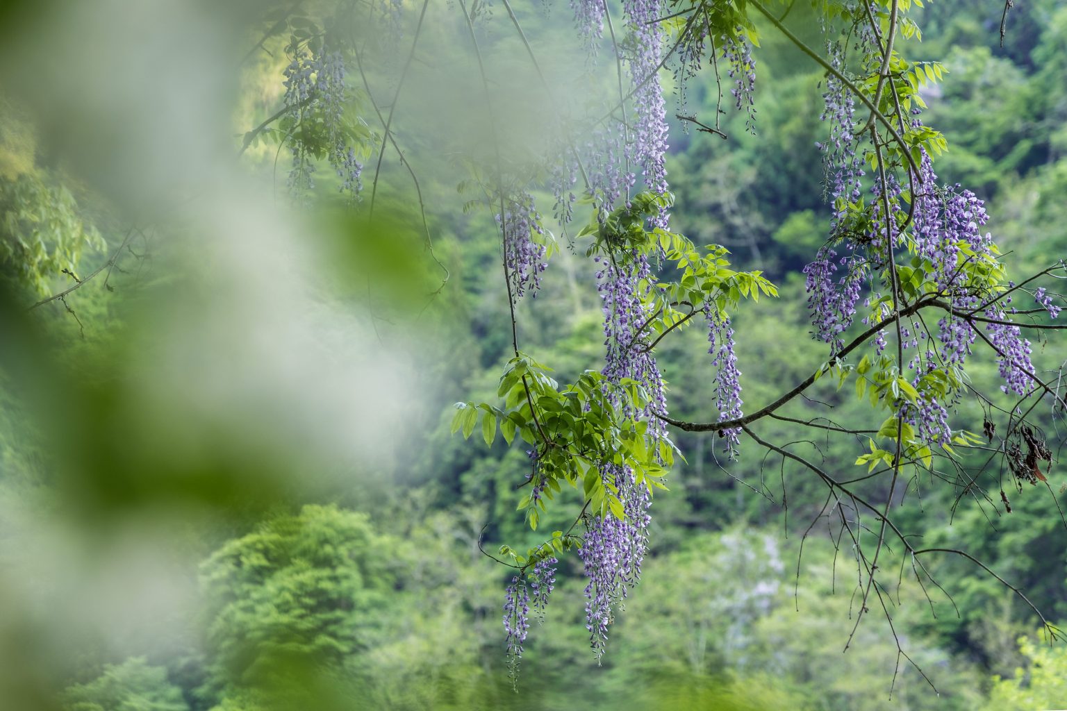 【Canon】RF24-105mm F4L IS USMで撮影された「初夏の訪れを感じる写真」をご紹介！