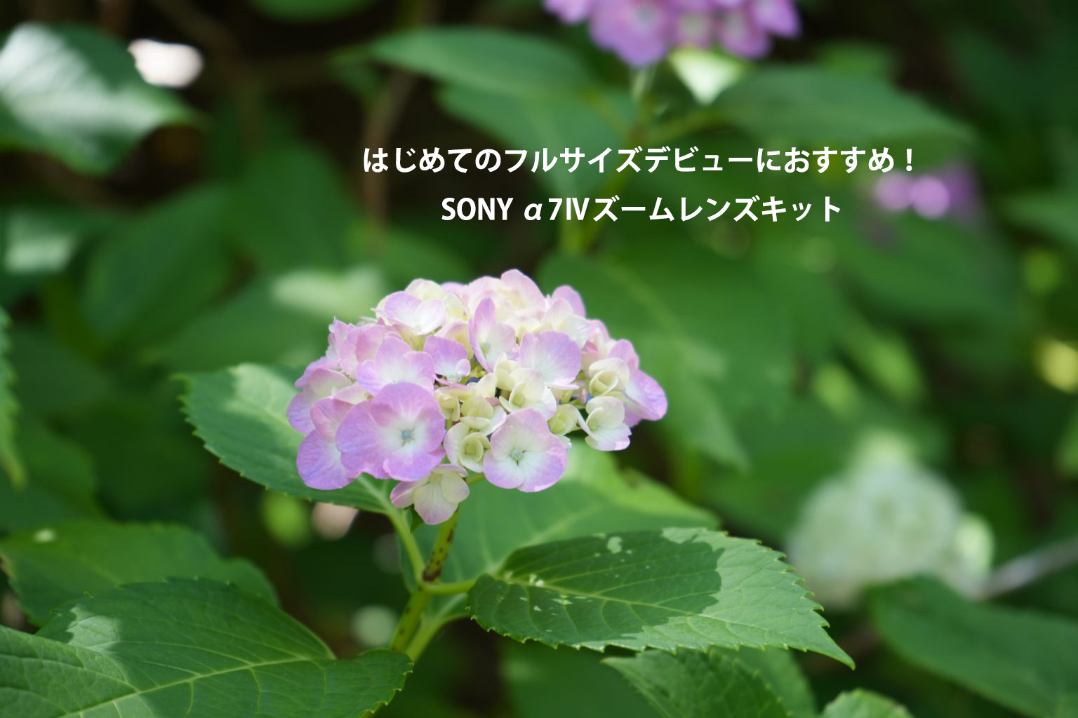 【SONY】はじめてのフルサイズデビューにおすすめ！α7Ⅳズームレンズキット