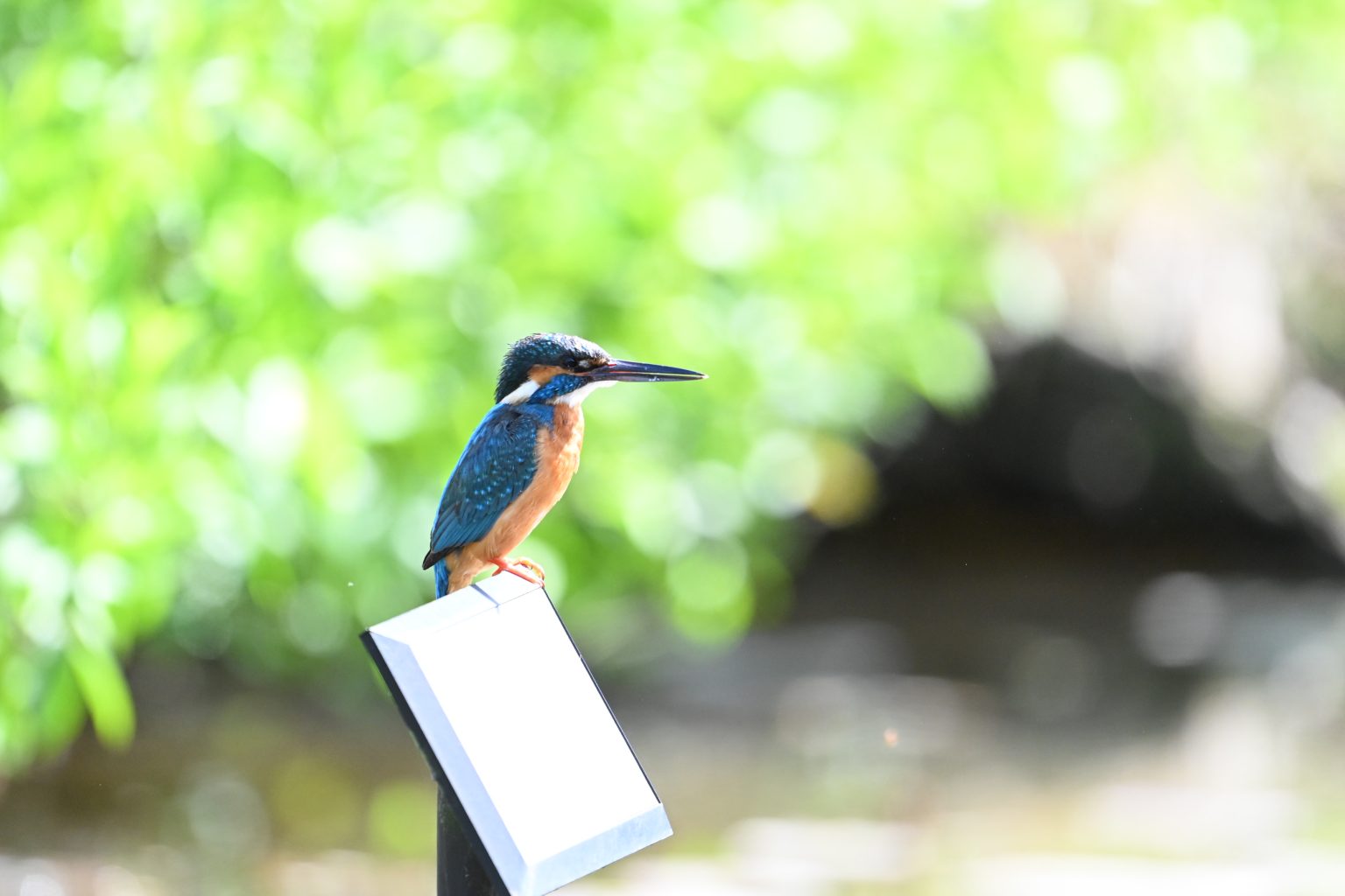 Bird Shooting【10：NIKKOR Z 400mm F2.8 TC VR S】