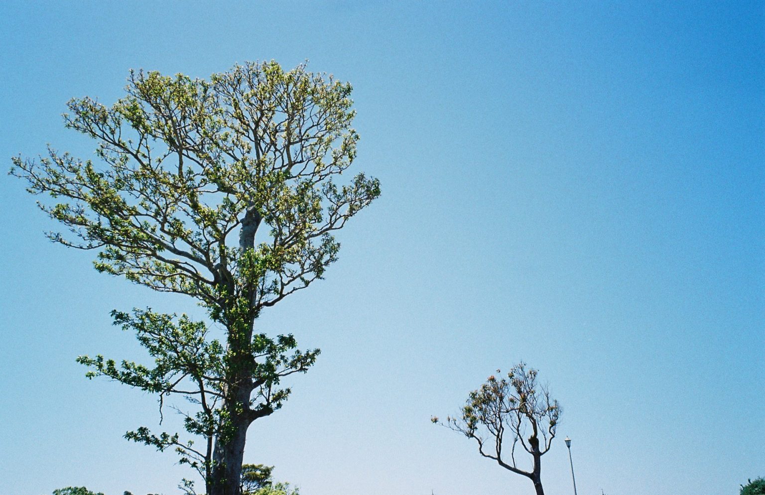 【FUJIFILM】春から夏へ向かうお散歩カメラ