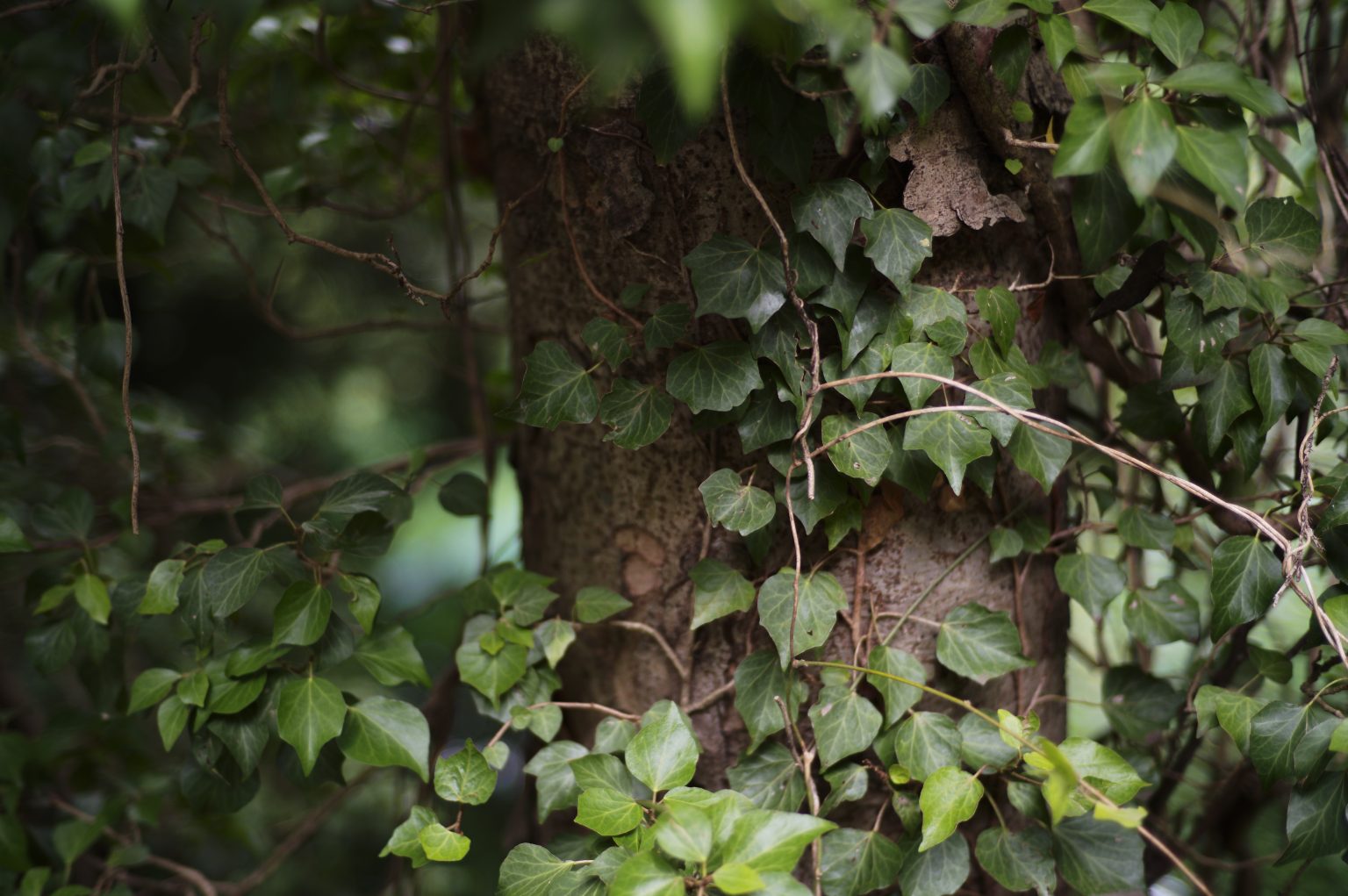 【CarlZeiss】オールドレンズ選びの伏兵 Carl Zeiss C Sonnar T* 50mm F1.5 ZM