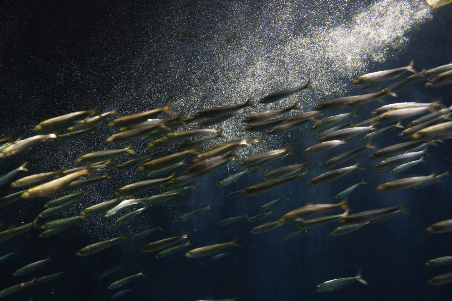 【SONY】 上位機種α9II で水族館に向かう。