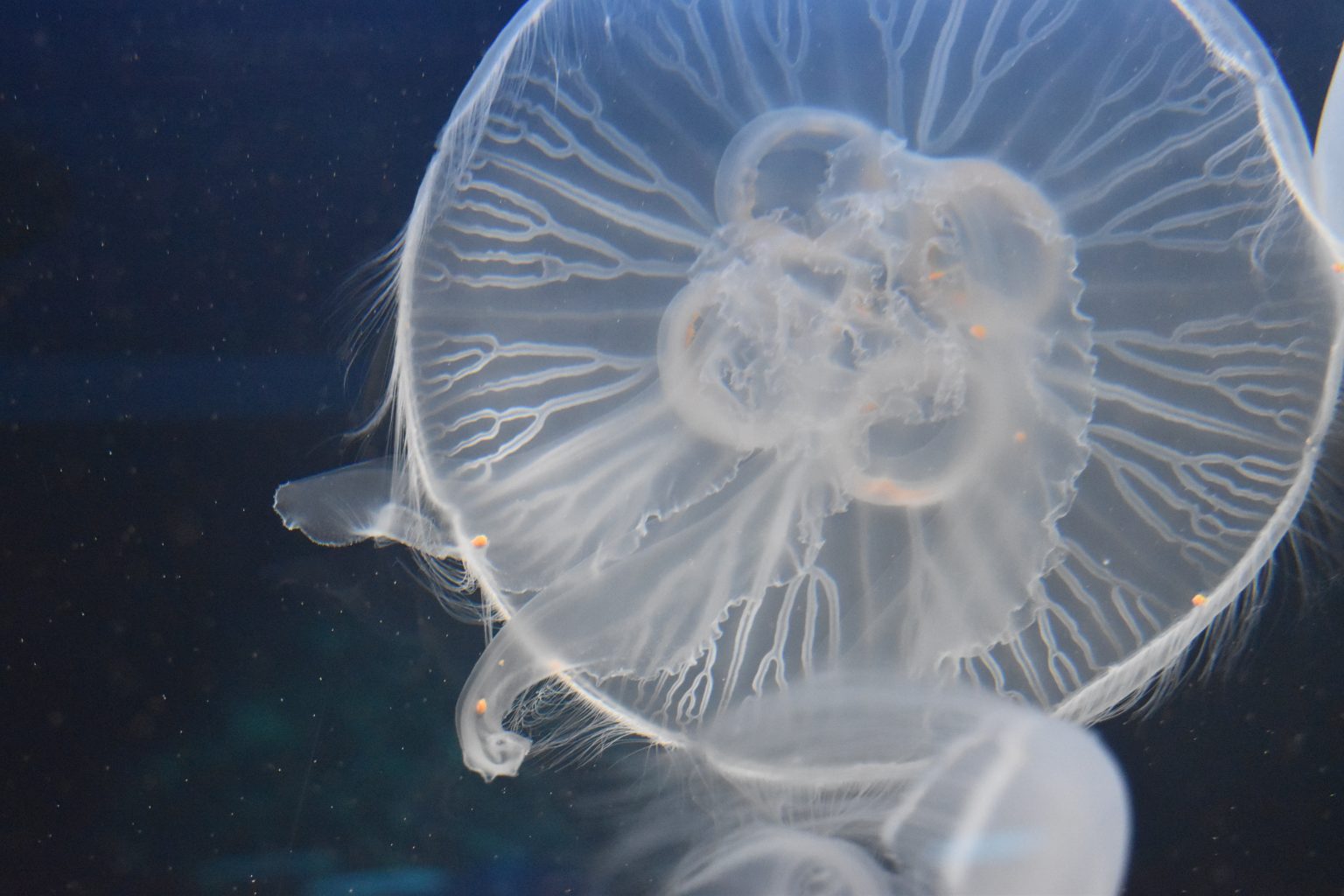 【Nikon】D5500と夏の水族館